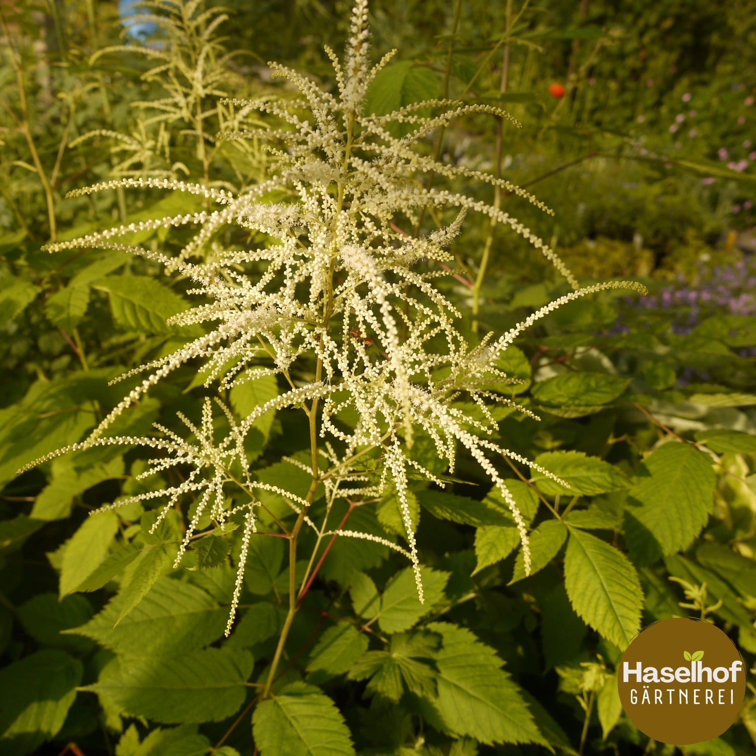 Aruncus dioicus