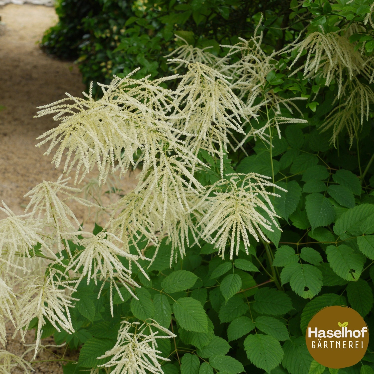 Aruncus dioicus