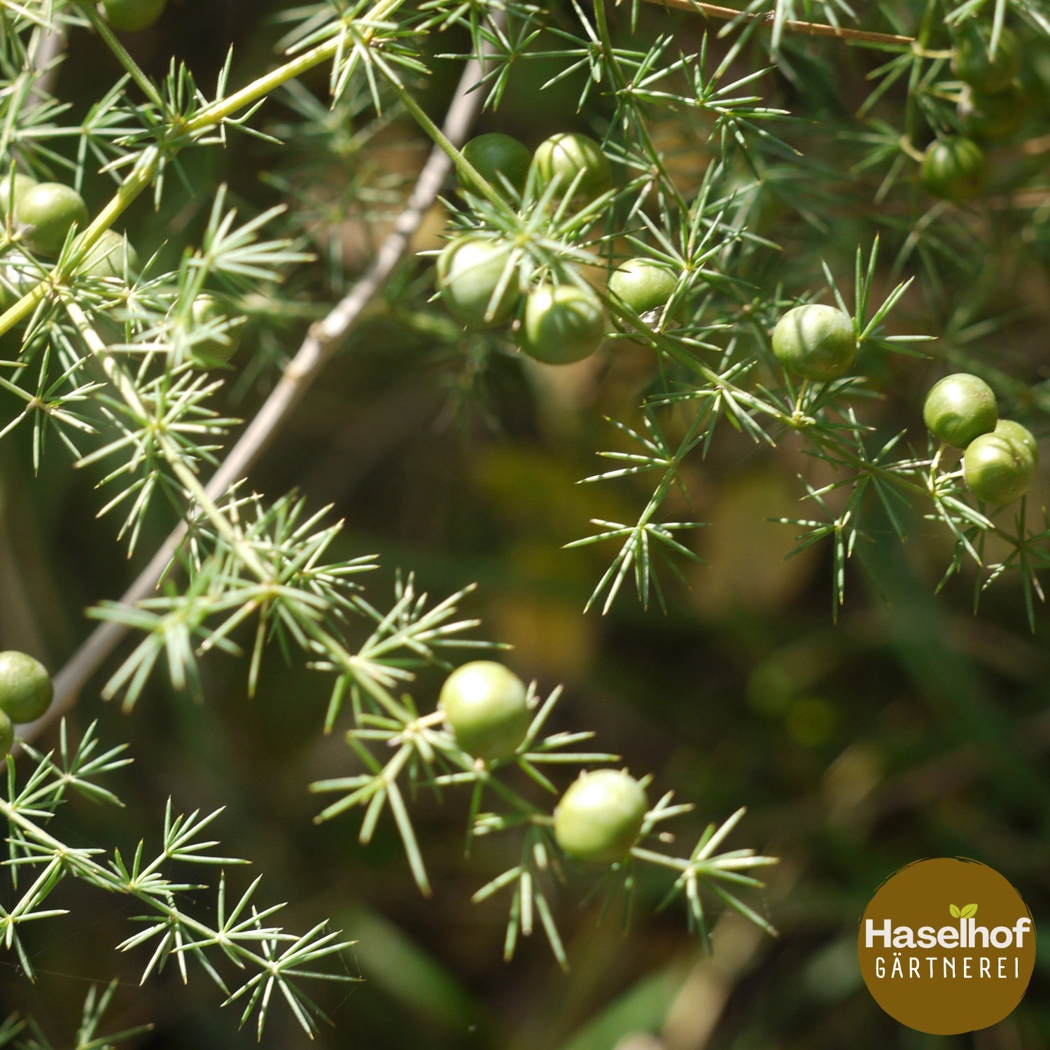 Asparagus officinalis