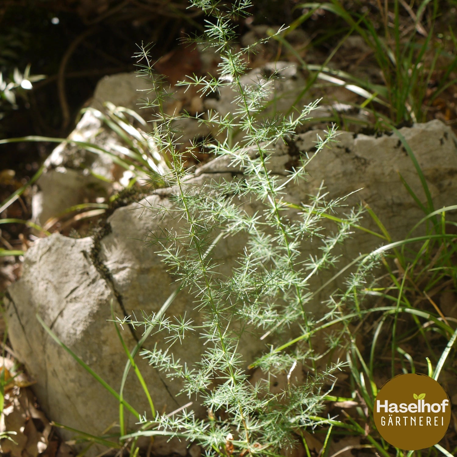 Asparagus officinalis
