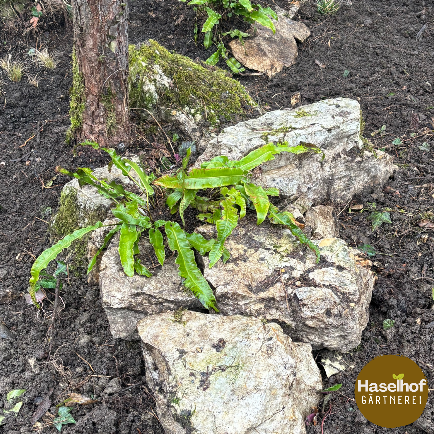 Asplenium scolopendrium (Syn.Phyllitis scol.)