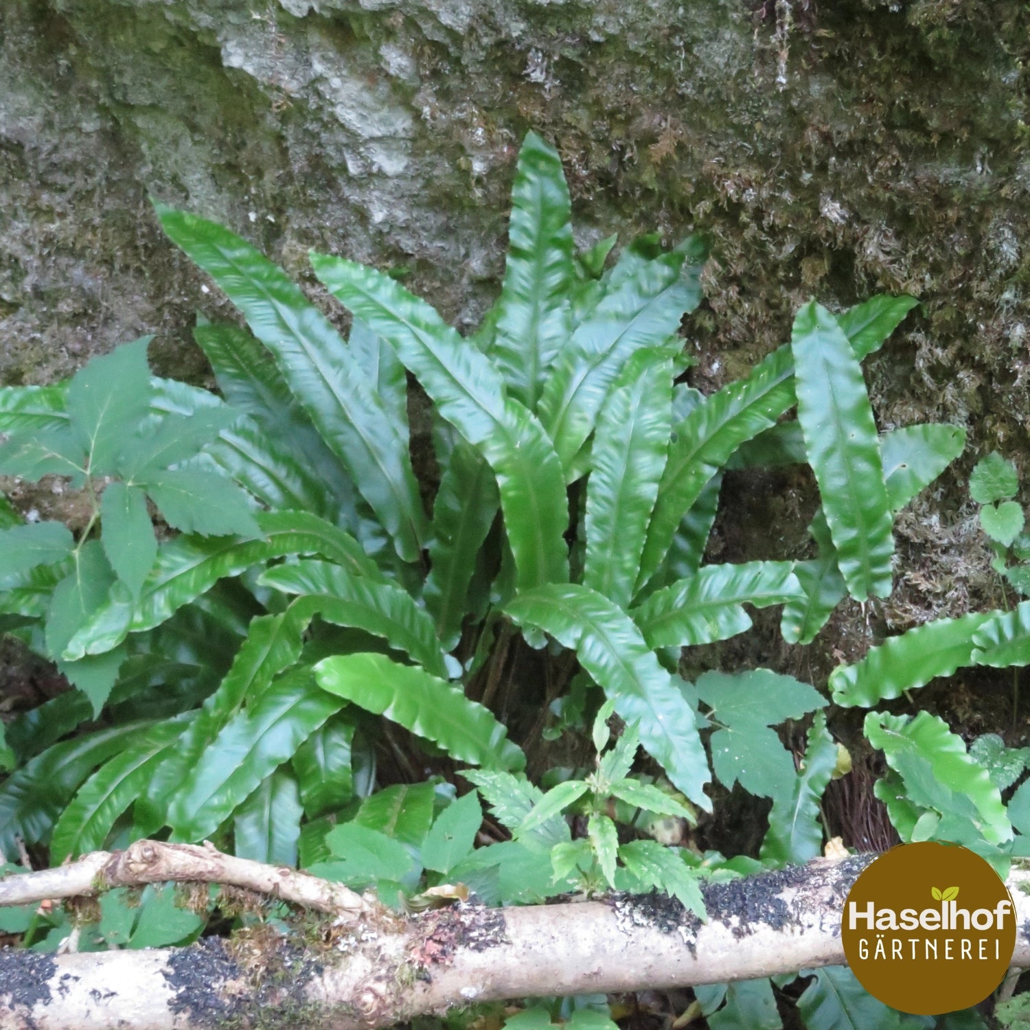Asplenium scolopendrium (Syn.Phyllitis scol.)