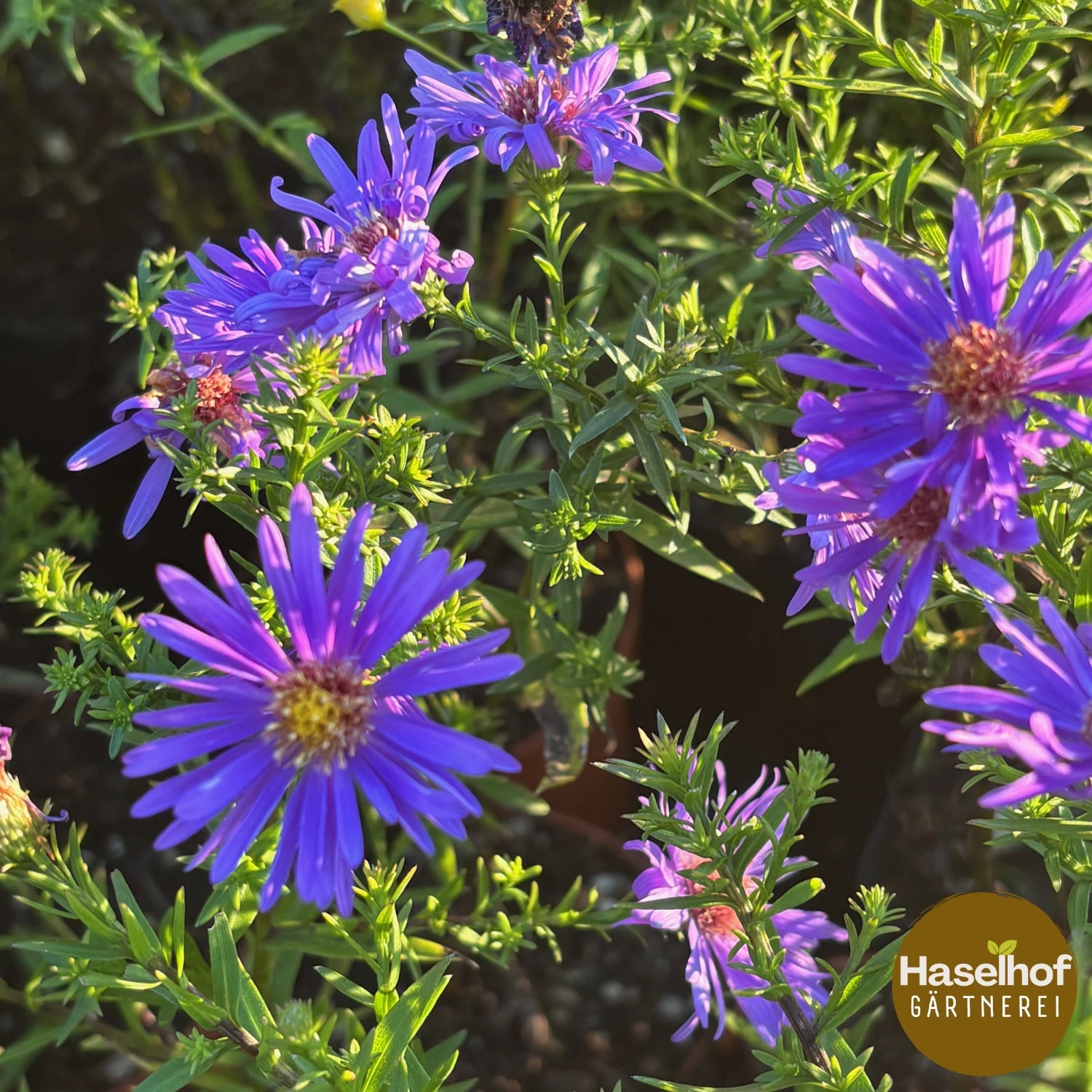 Aster Dumosus Groupe `Augenweide`