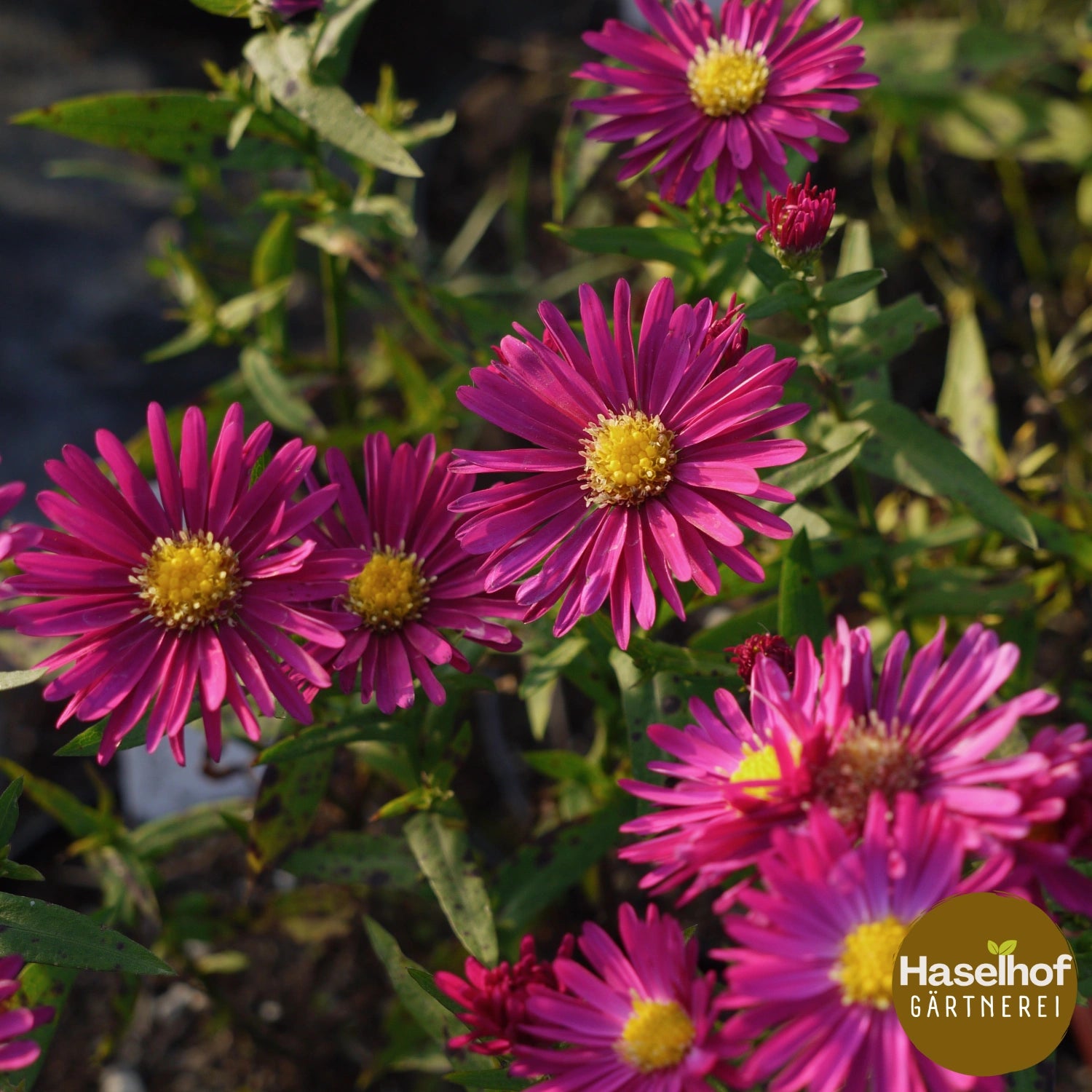 Aster Dumosus Gruppe `Kassel`