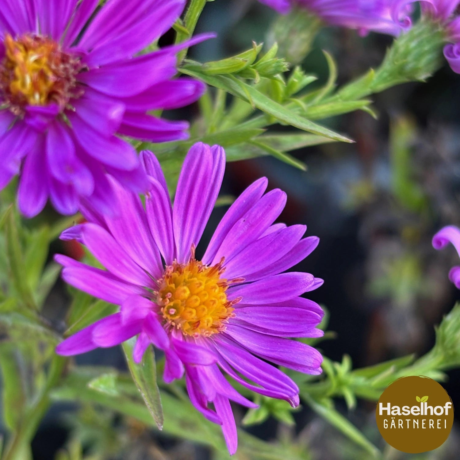 Aster Dumosus Gruppe `Kassel`