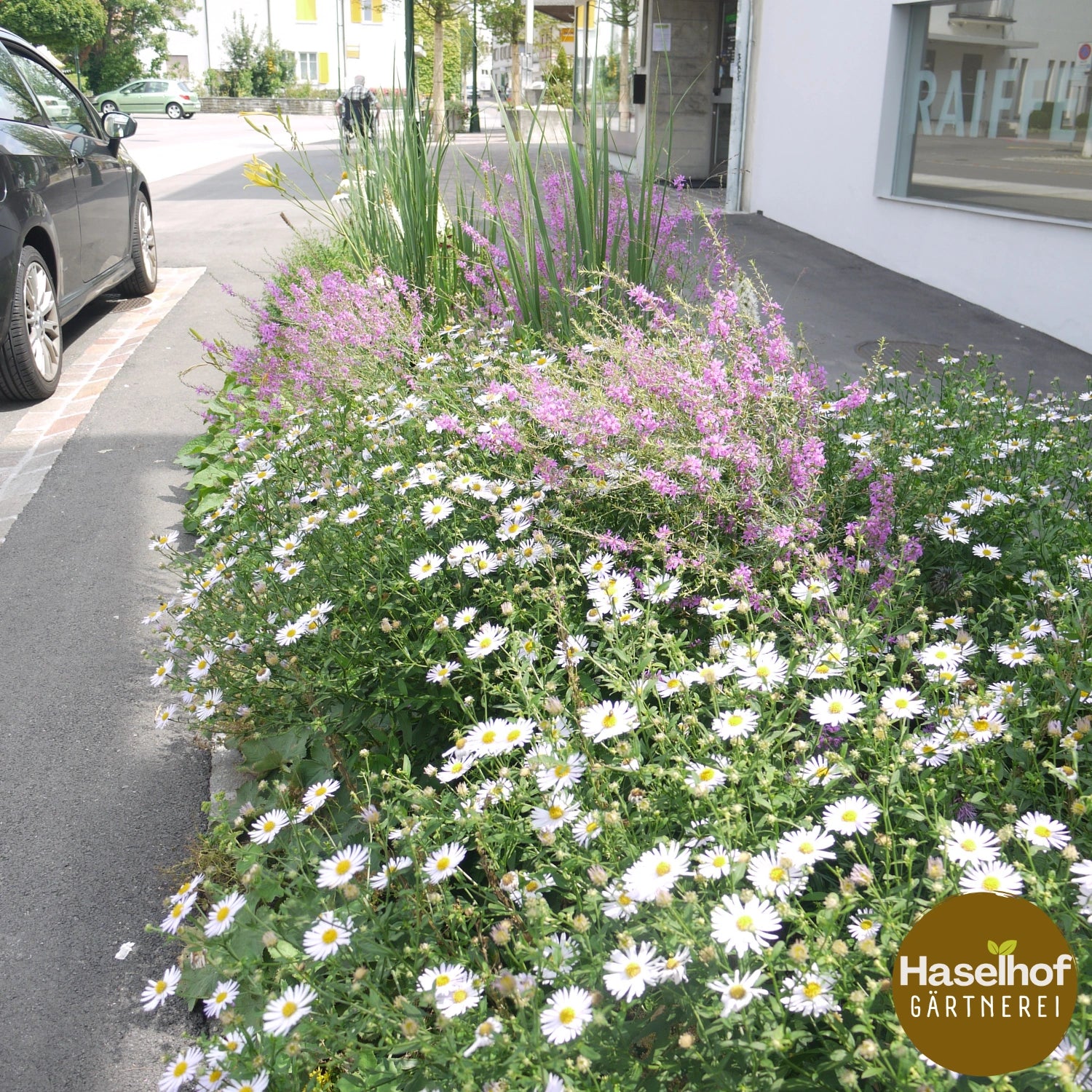 Aster ageratoides 'Ashvi'