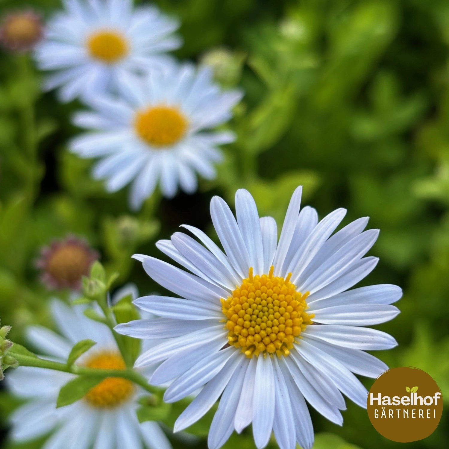 Aster ageratoides 'Ashvi'