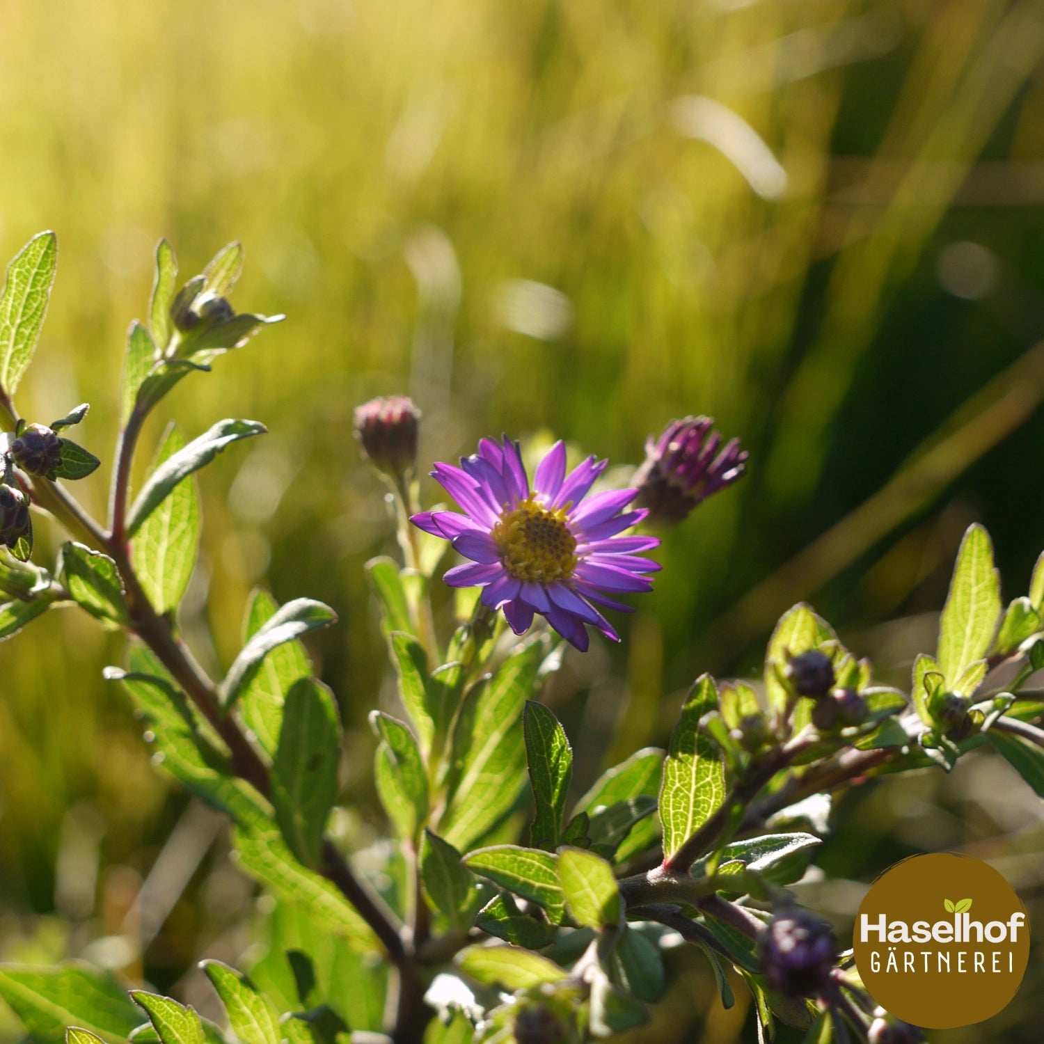 Aster ageratoides 'Ezo Murasaki'