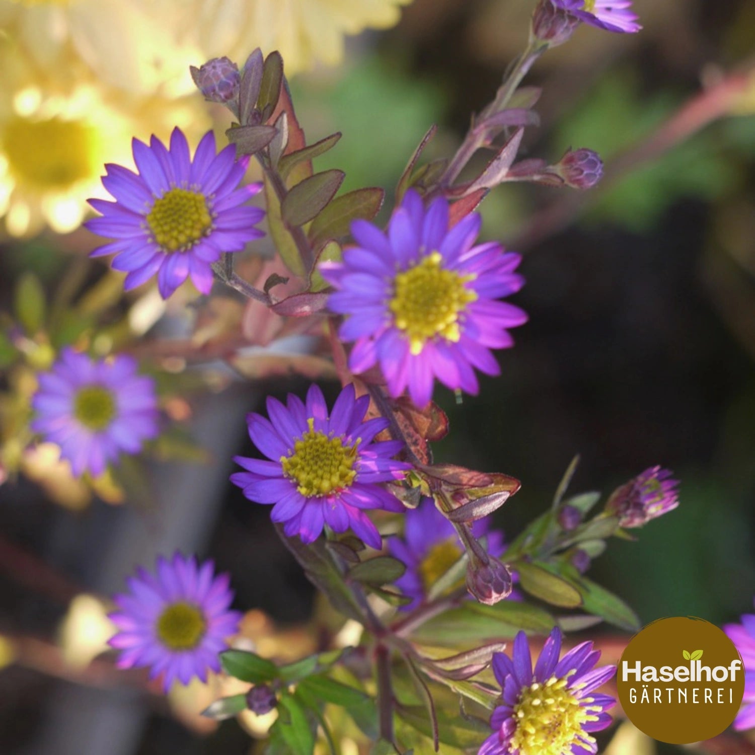 Aster ageratoides 'Ezo Murasaki'