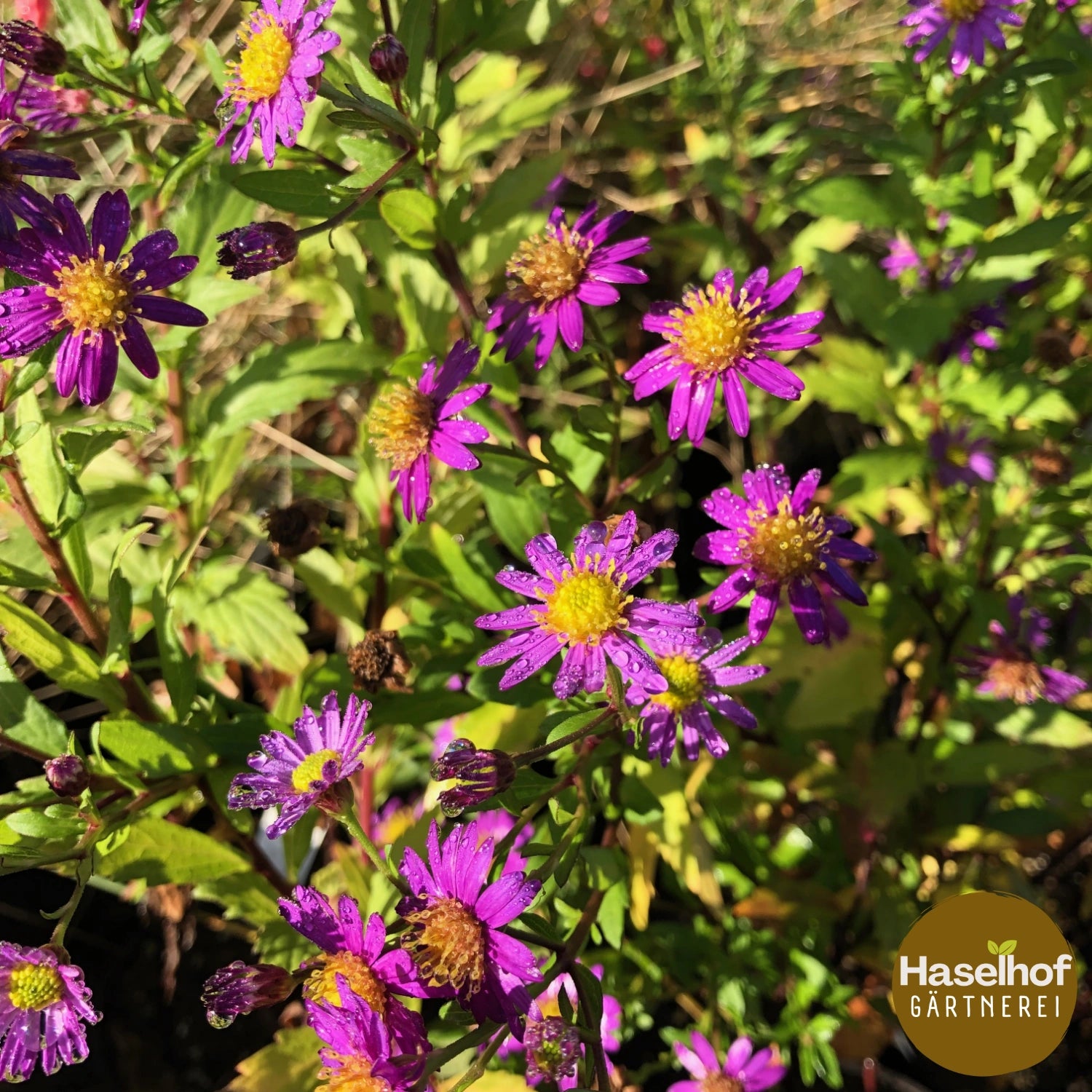 Aster ageratoides 'Ezo Murasaki'