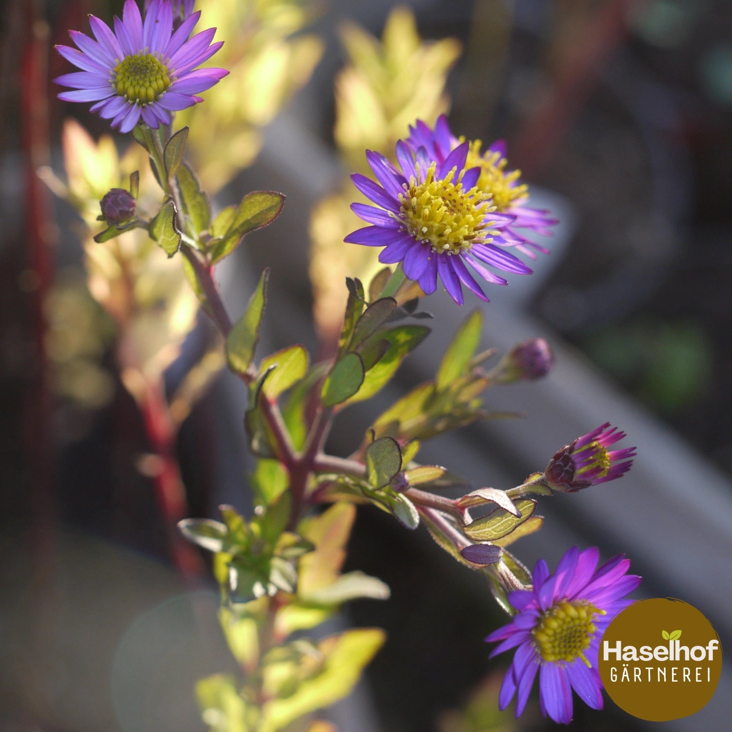 Aster ageratoides 'Ezo Murasaki'