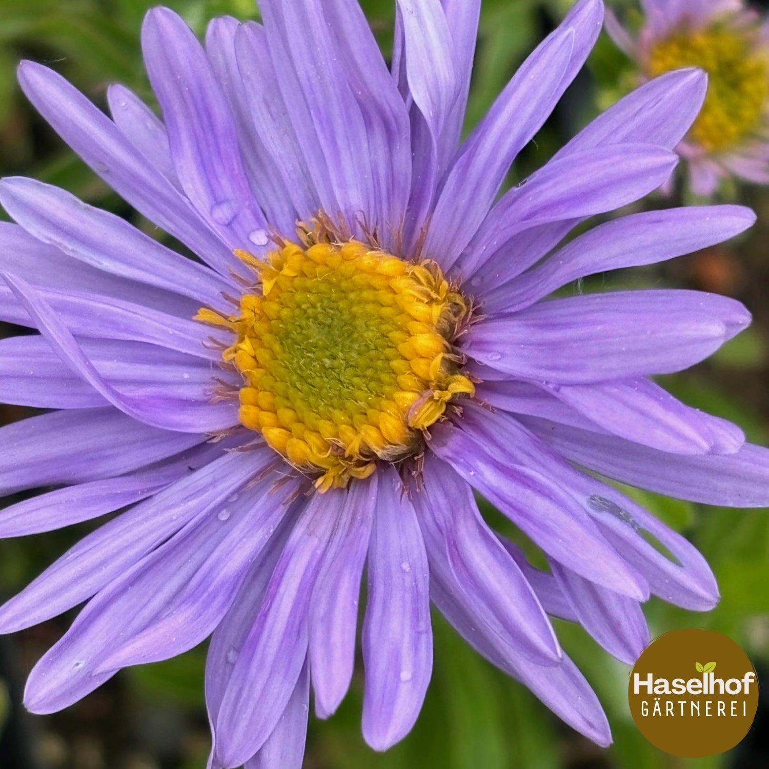 Aster alpinus