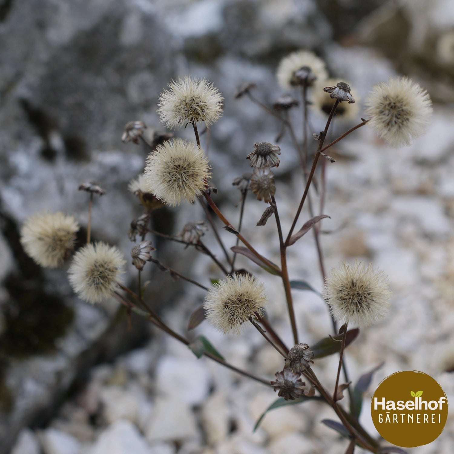 Aster amellus