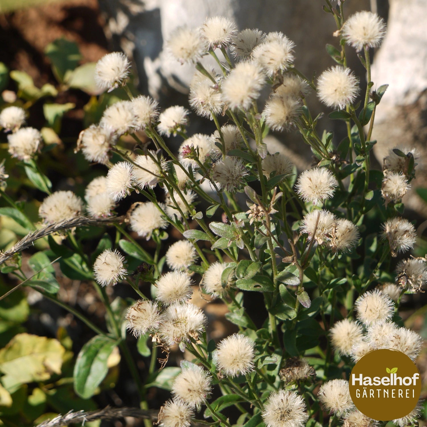 Aster amellus