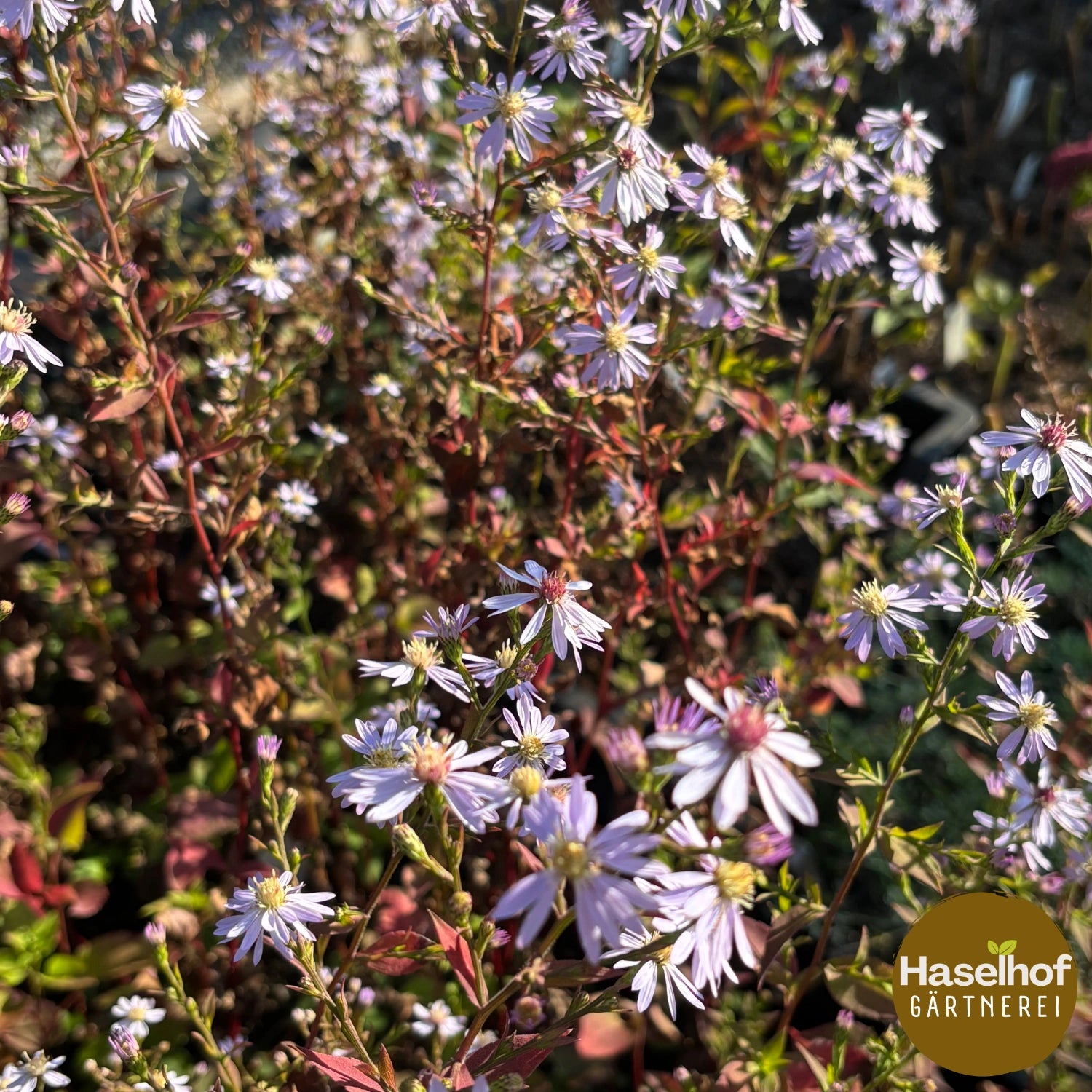 Aster cordifolius `Ideal`