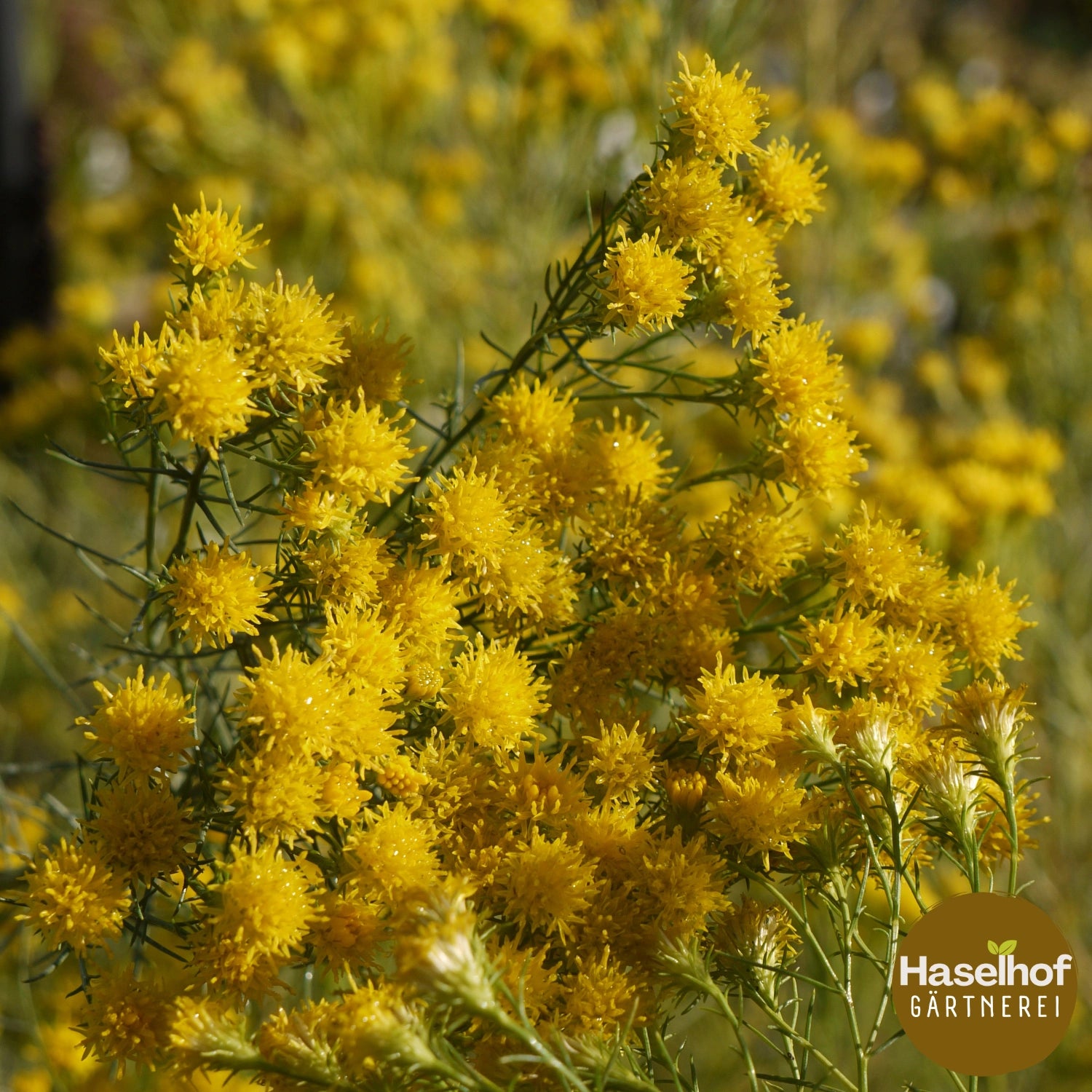 Aster linosyris