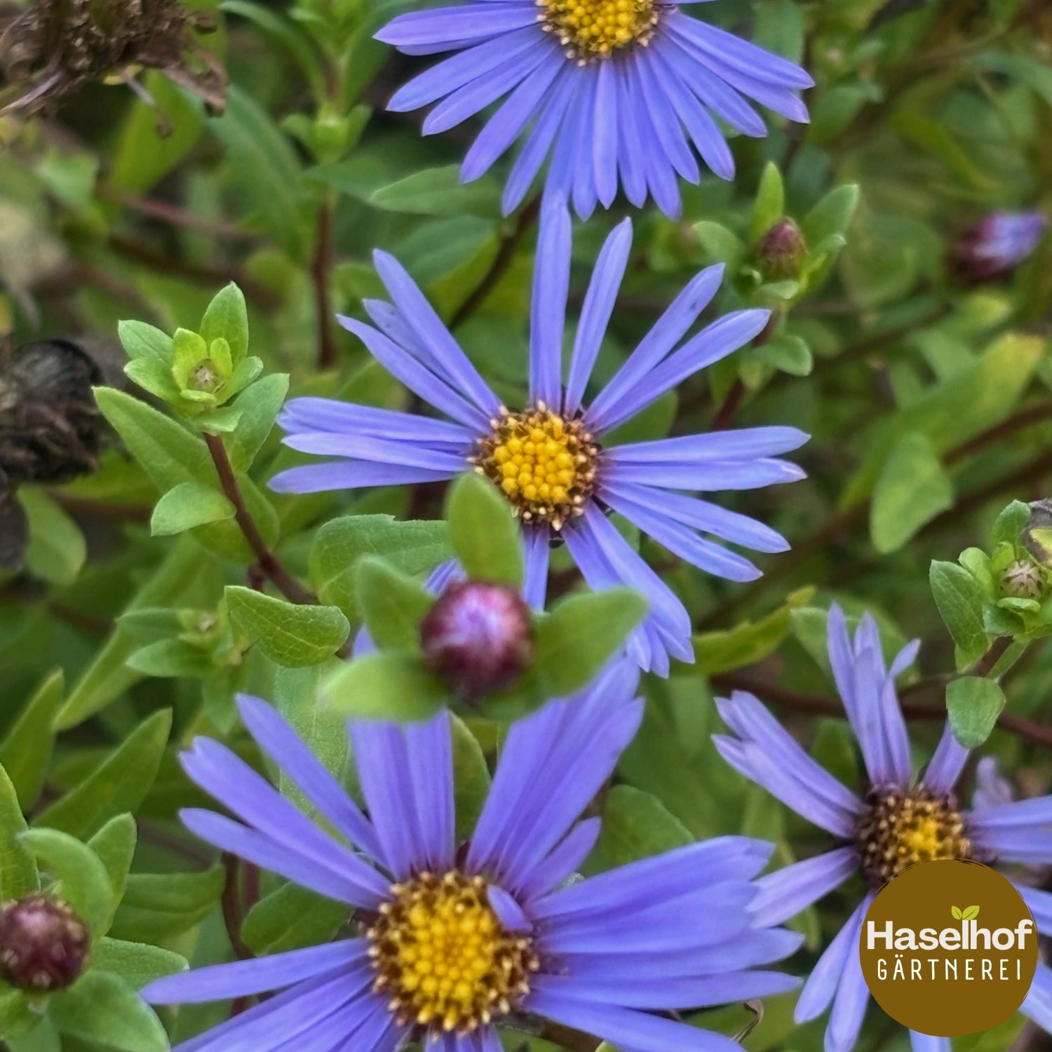 Aster maackii