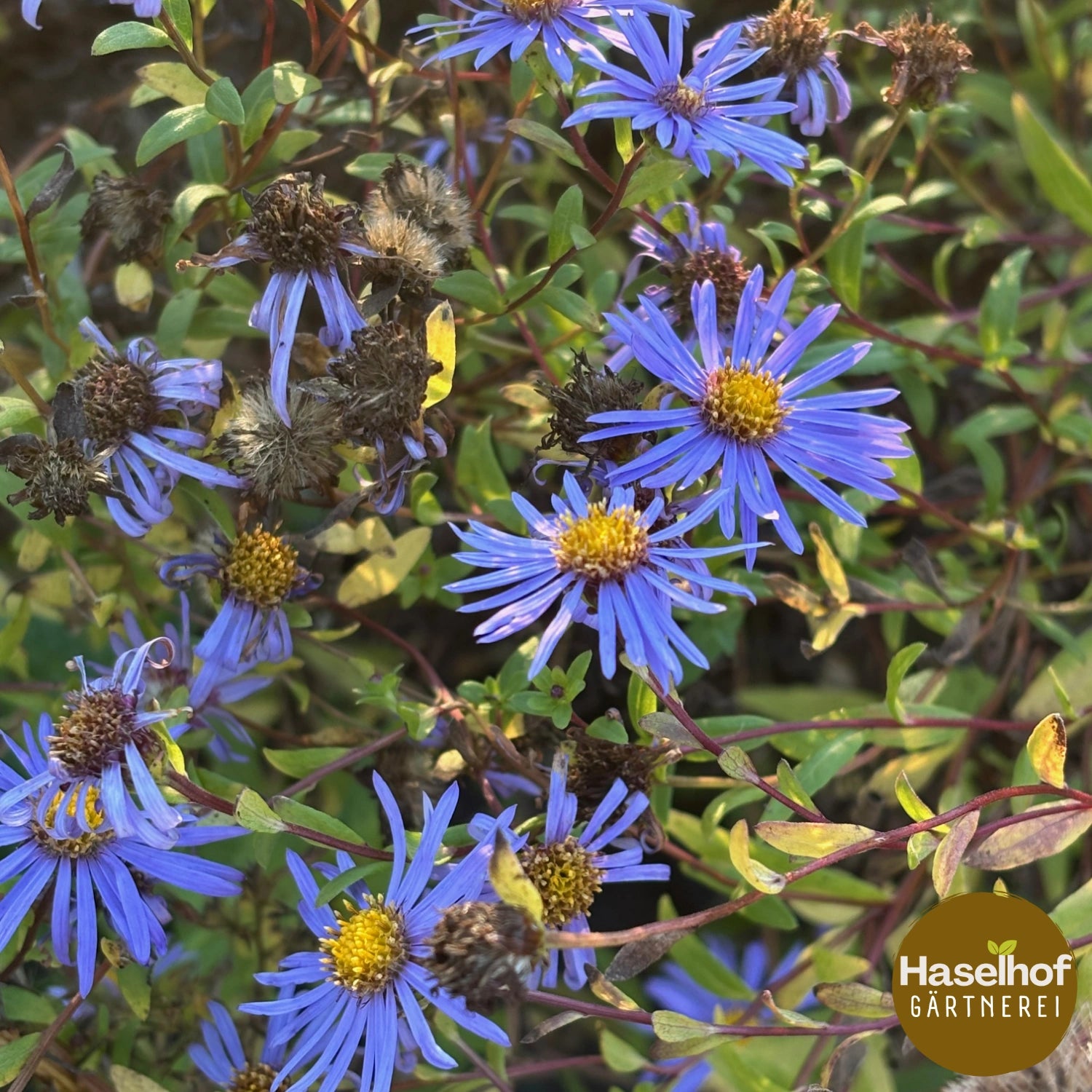 Aster maackii