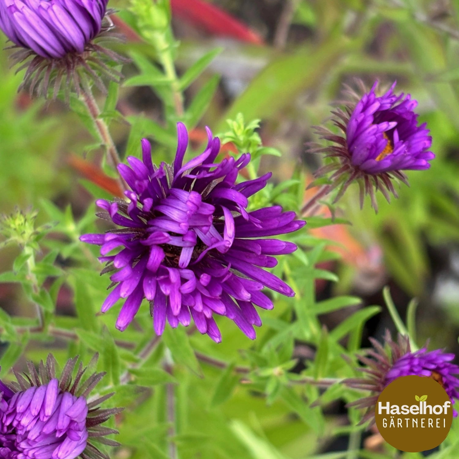 Aster novae-angliae `Purple Dome`
