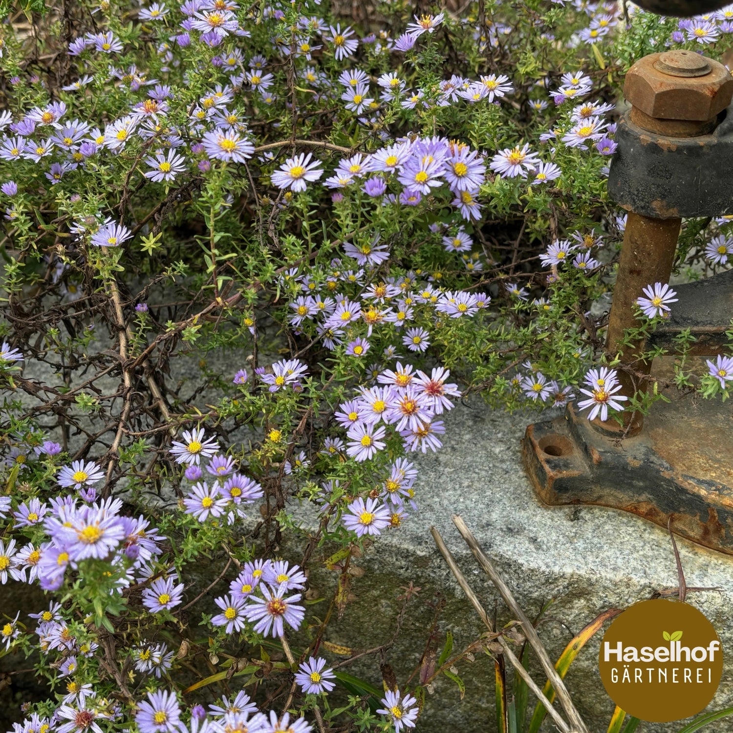 Aster pansus 'Blauer Mond'