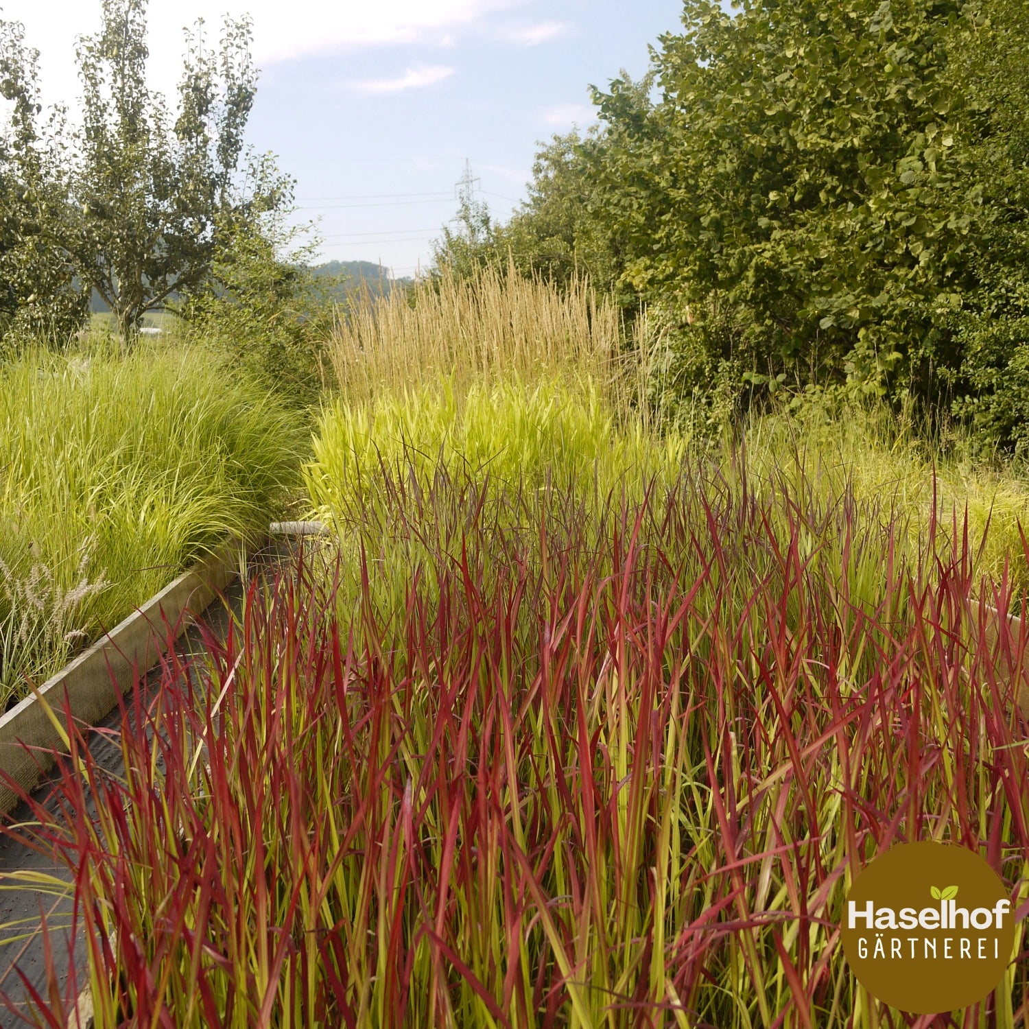 Imperata cylindrica 'Red Baron'