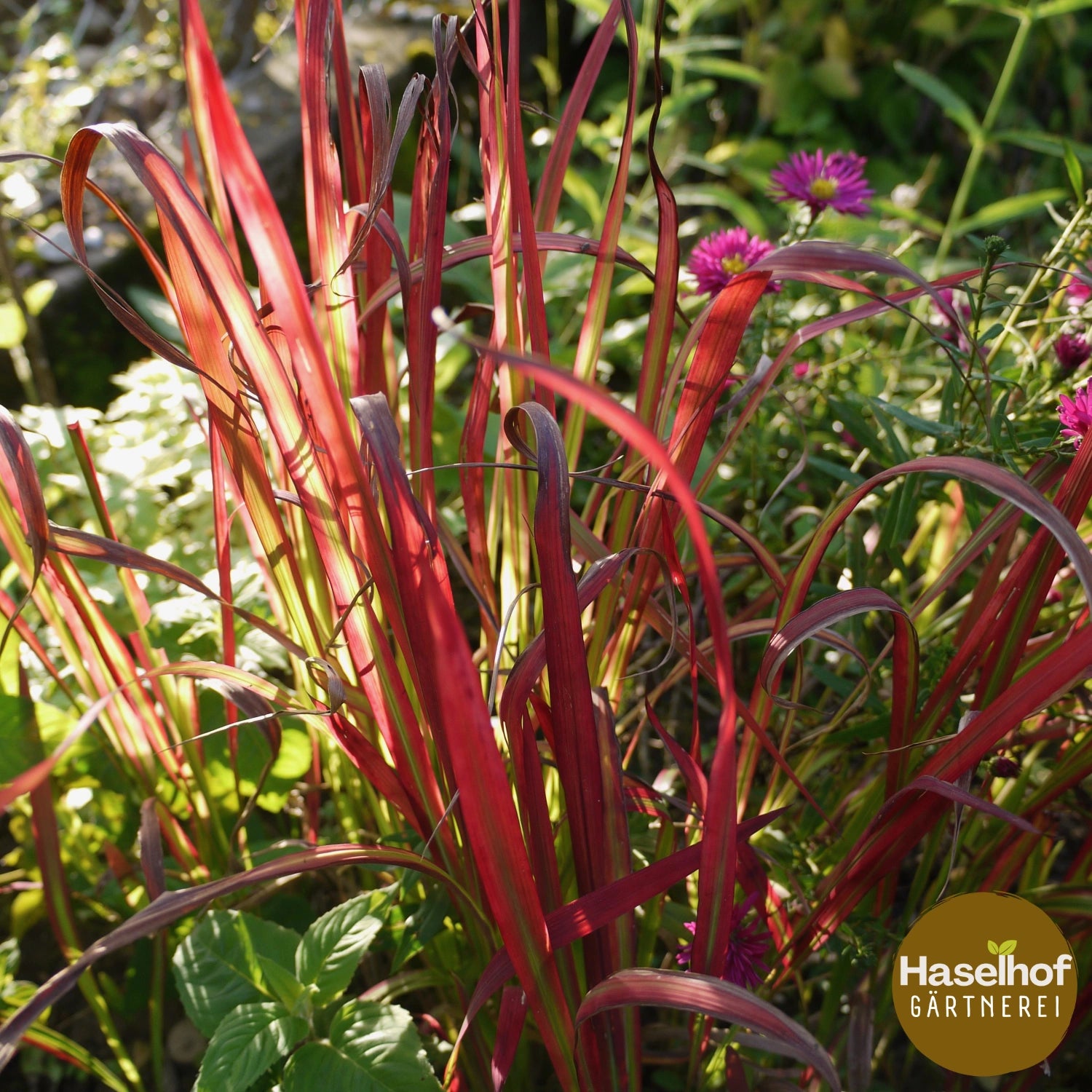 Imperata cylindrica 'Red Baron'