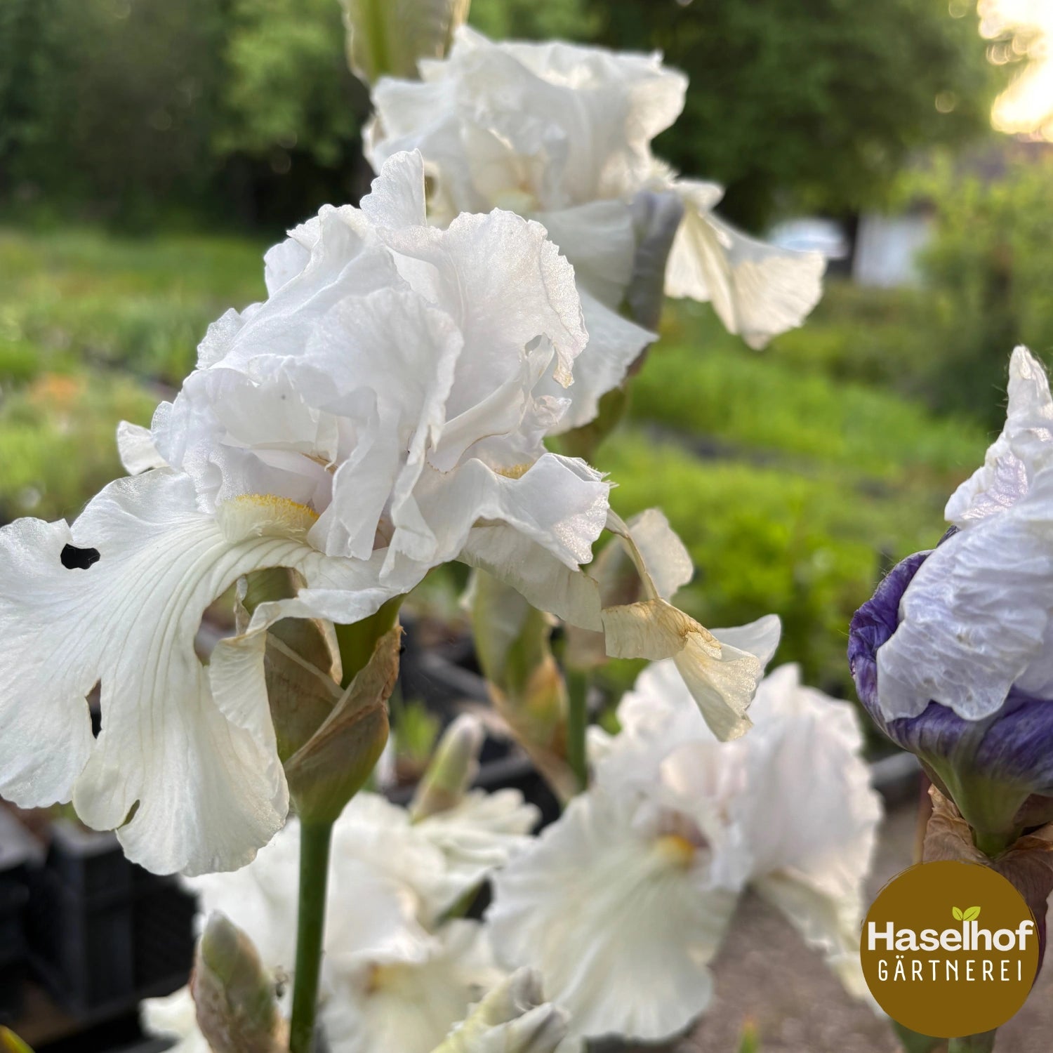 Iris germanica 'Frison Roche'