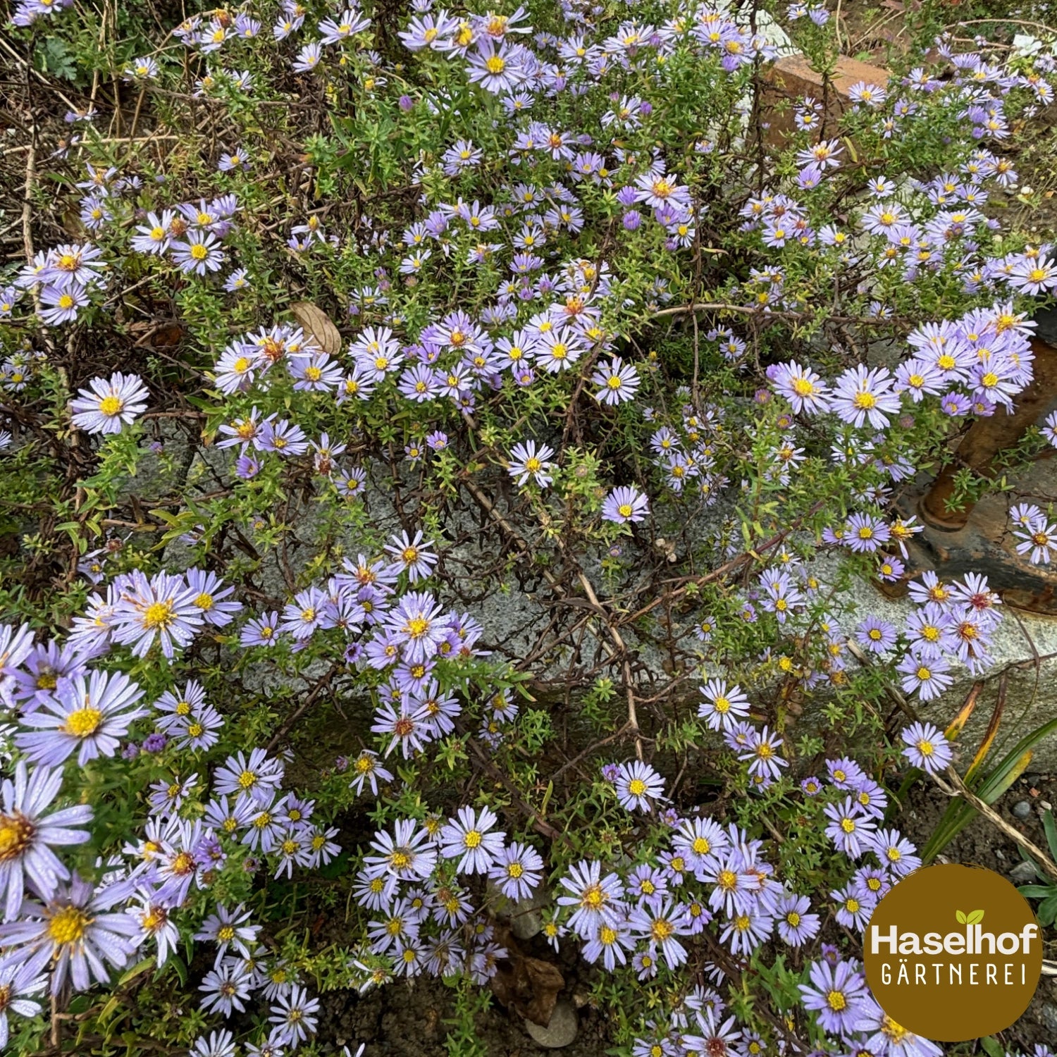 Aster pansus 'Blauer Mond'