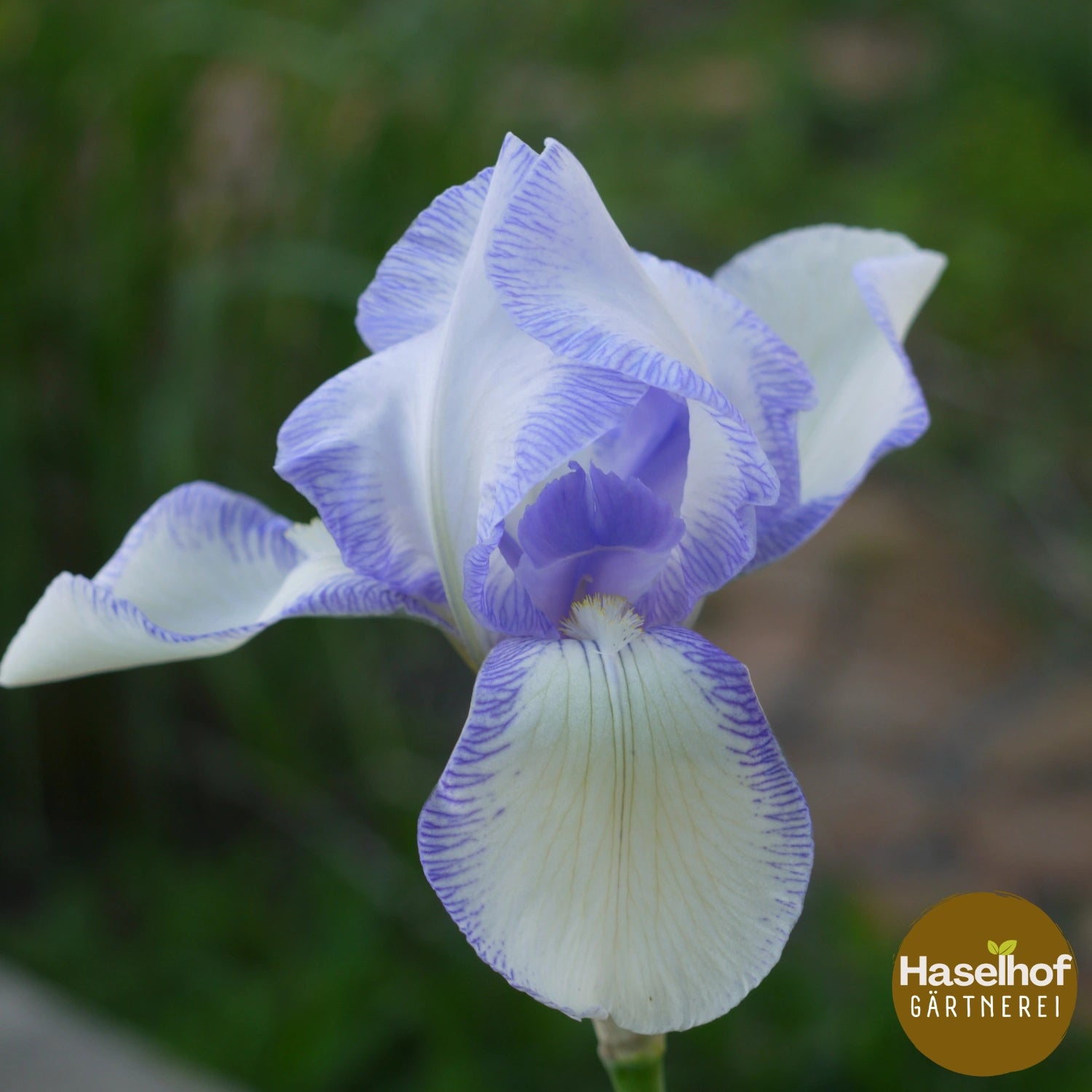Iris germanica 'Ma Mie'