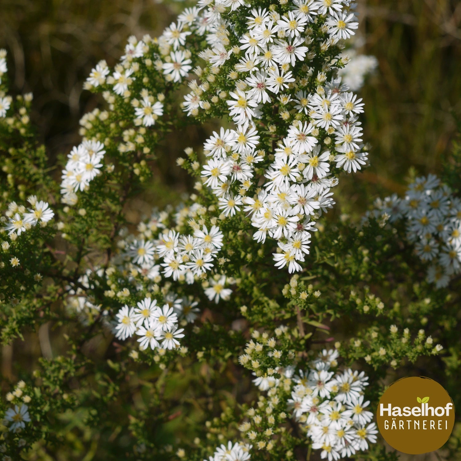 Aster pansus 'Snow Flurry'