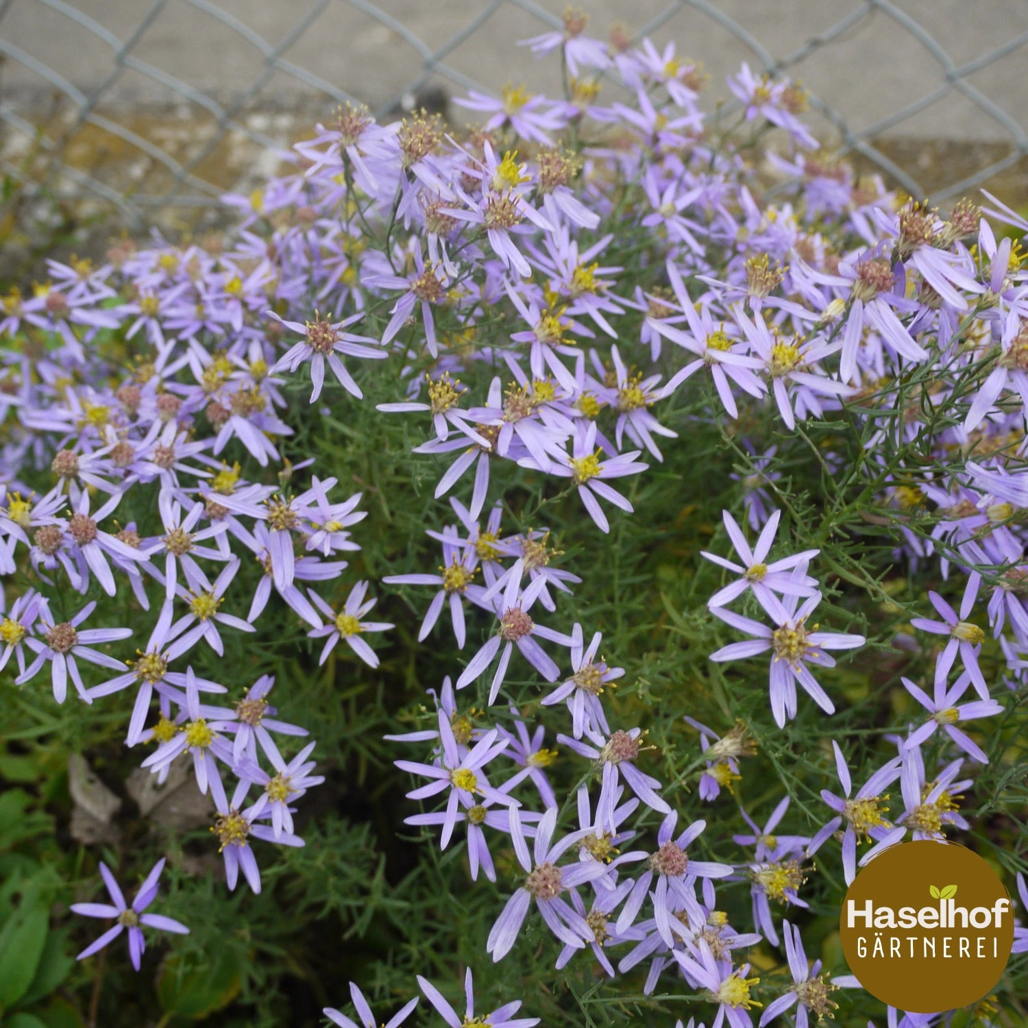 Aster sedifolius 'Nanus'