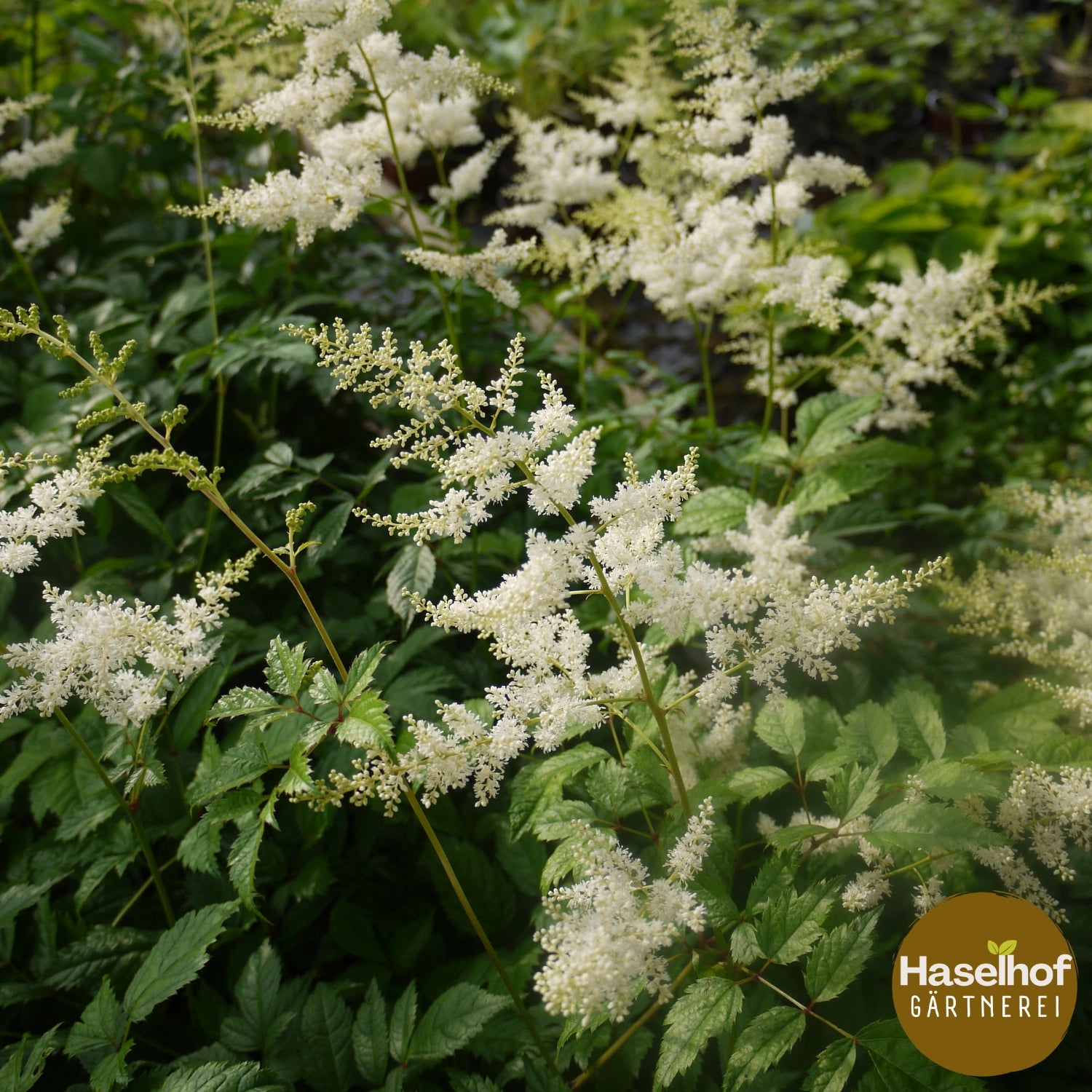 Astilbe Arendsii-Gruppe 'Brautschleier'
