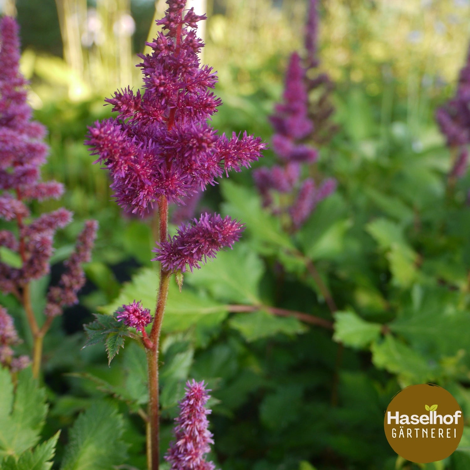 Astilbe chinensis 'Vision in Red'