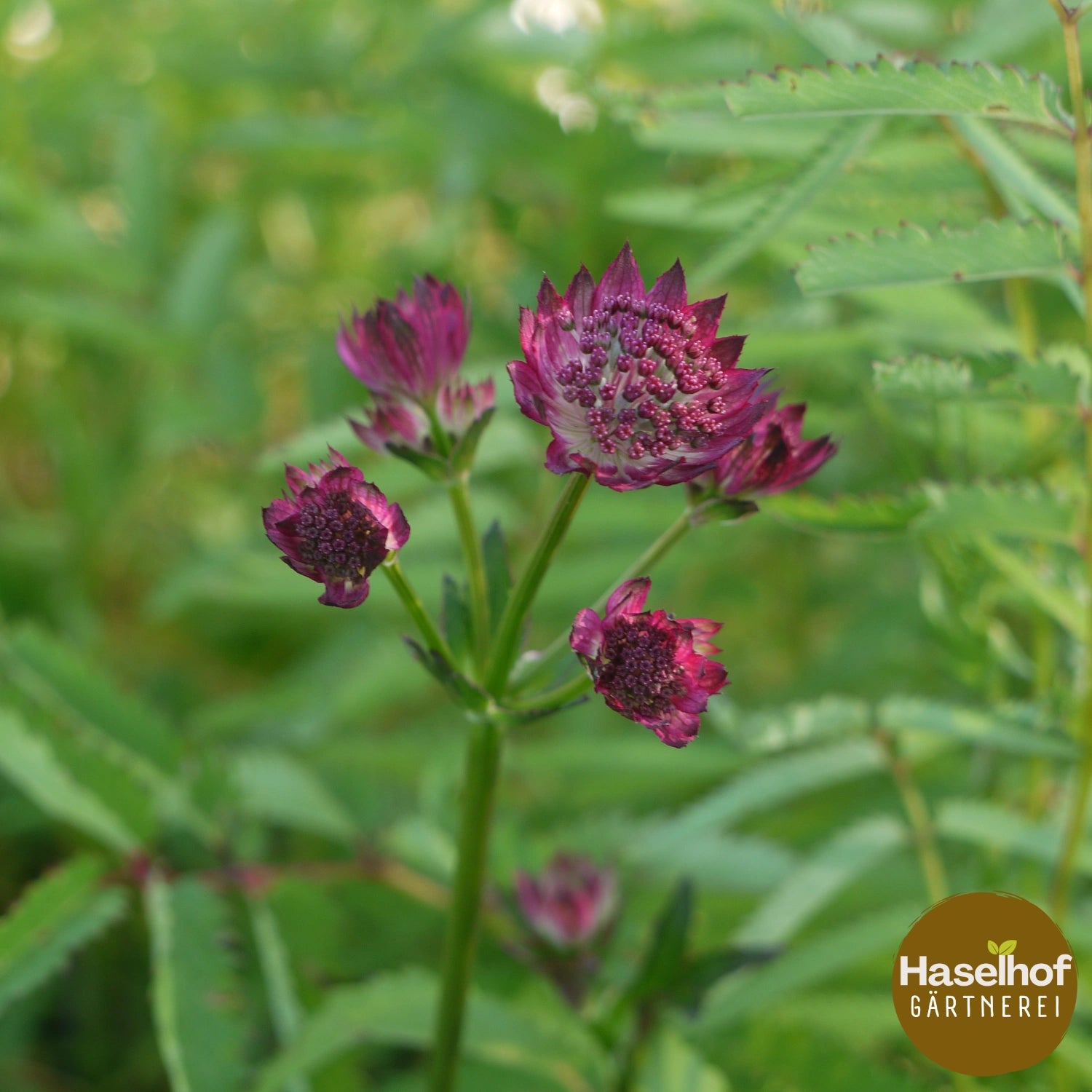 Astrantia major 'Venise'