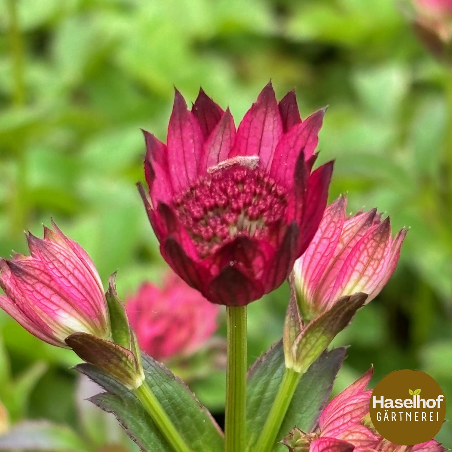 Astrantia major 'Venise'