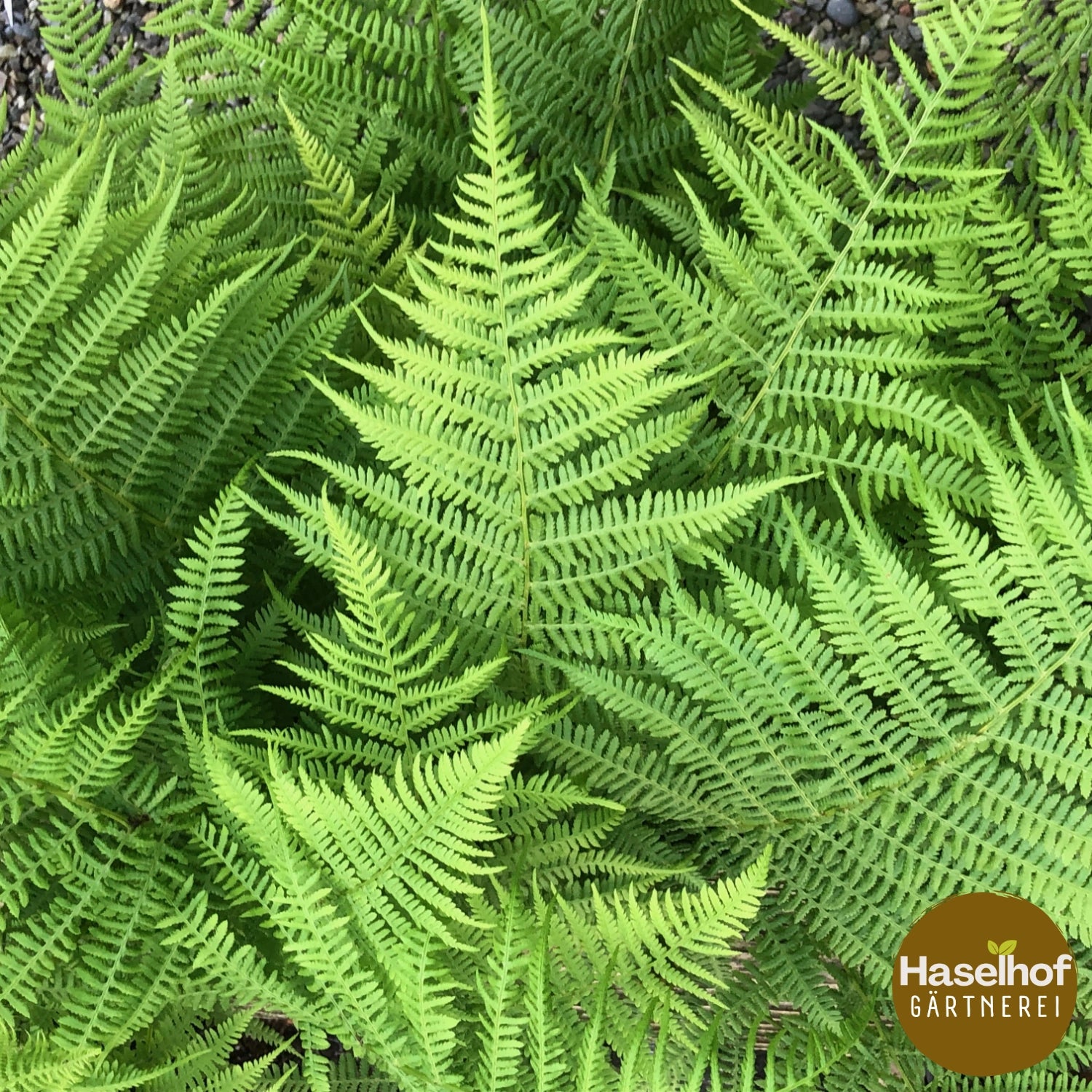 Athyrium filix-femina