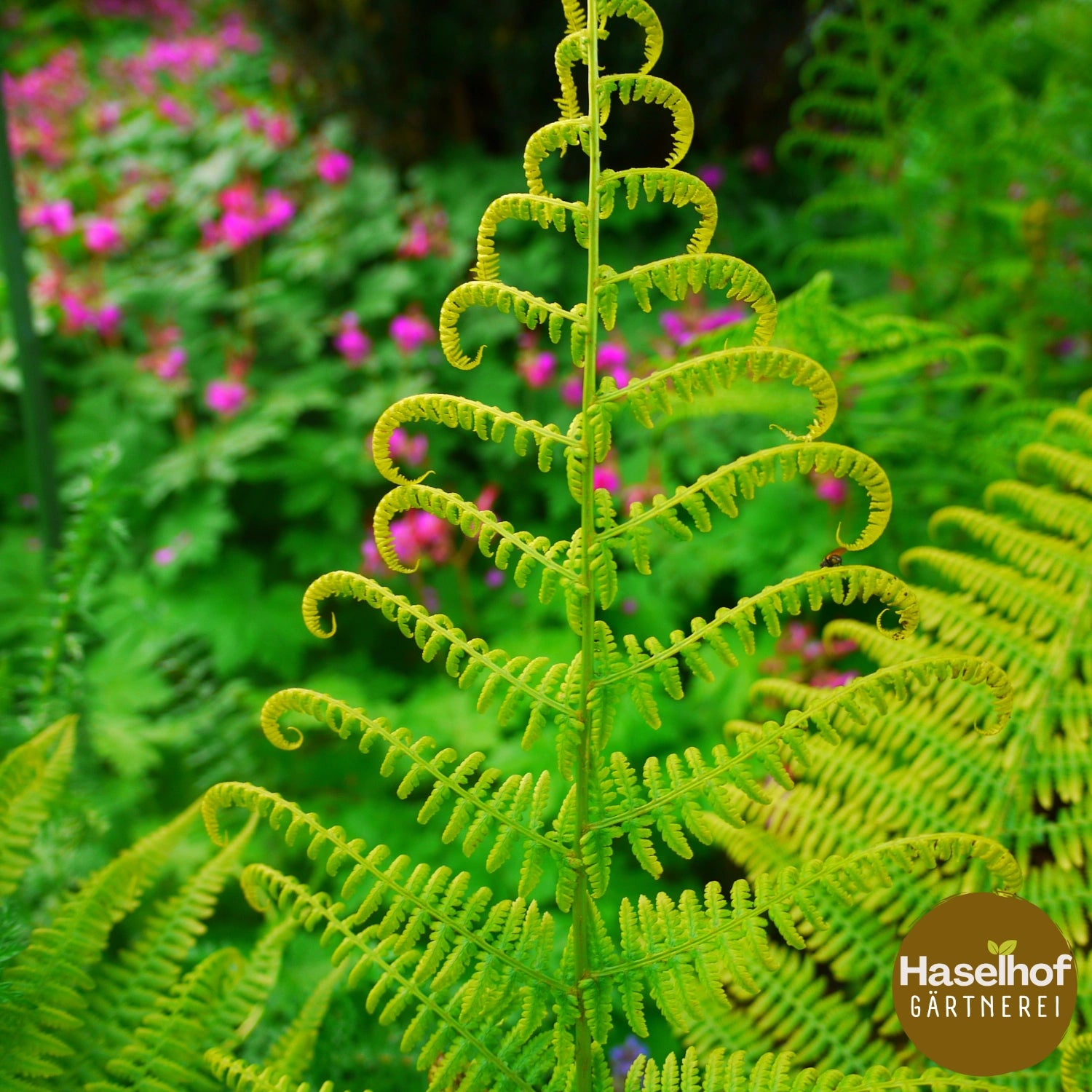Athyrium filix-femina