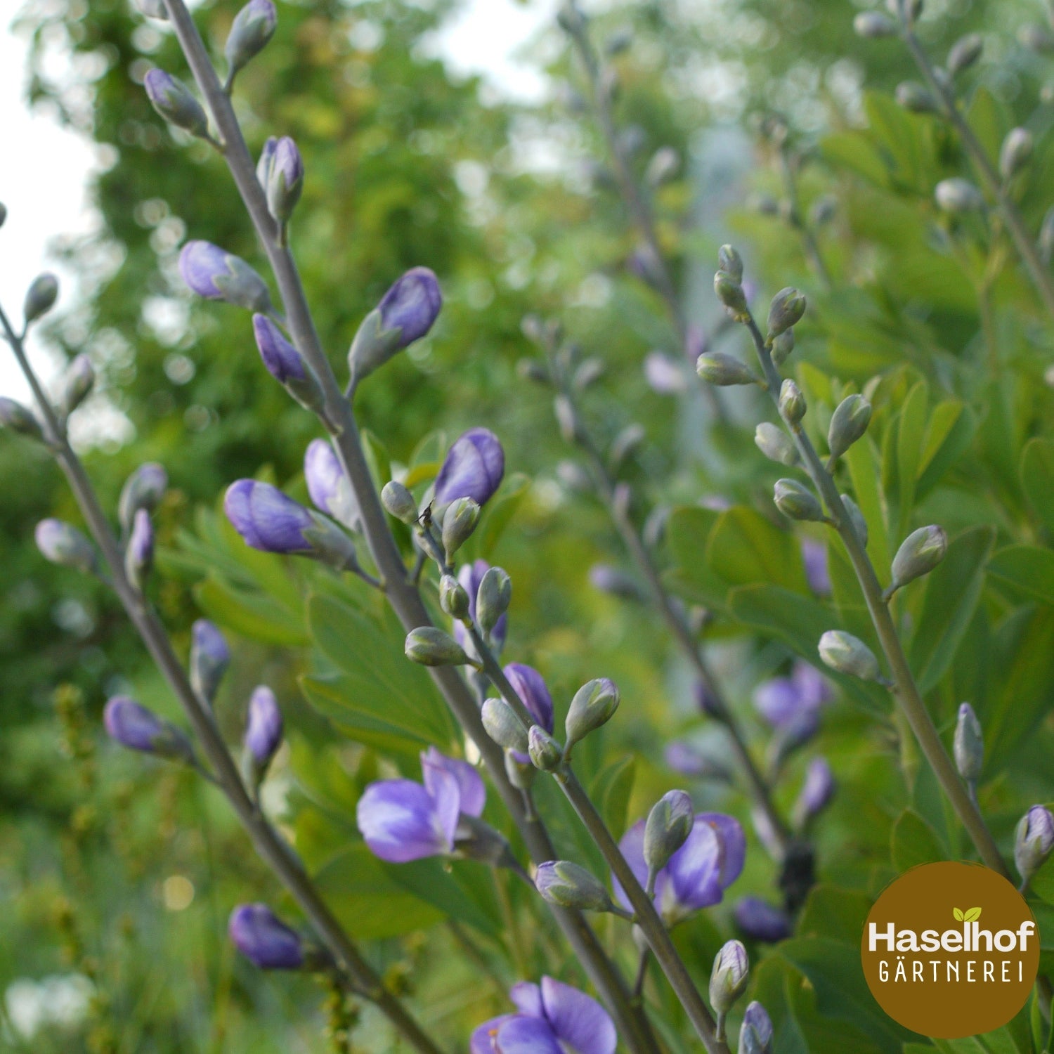 Baptisia australis