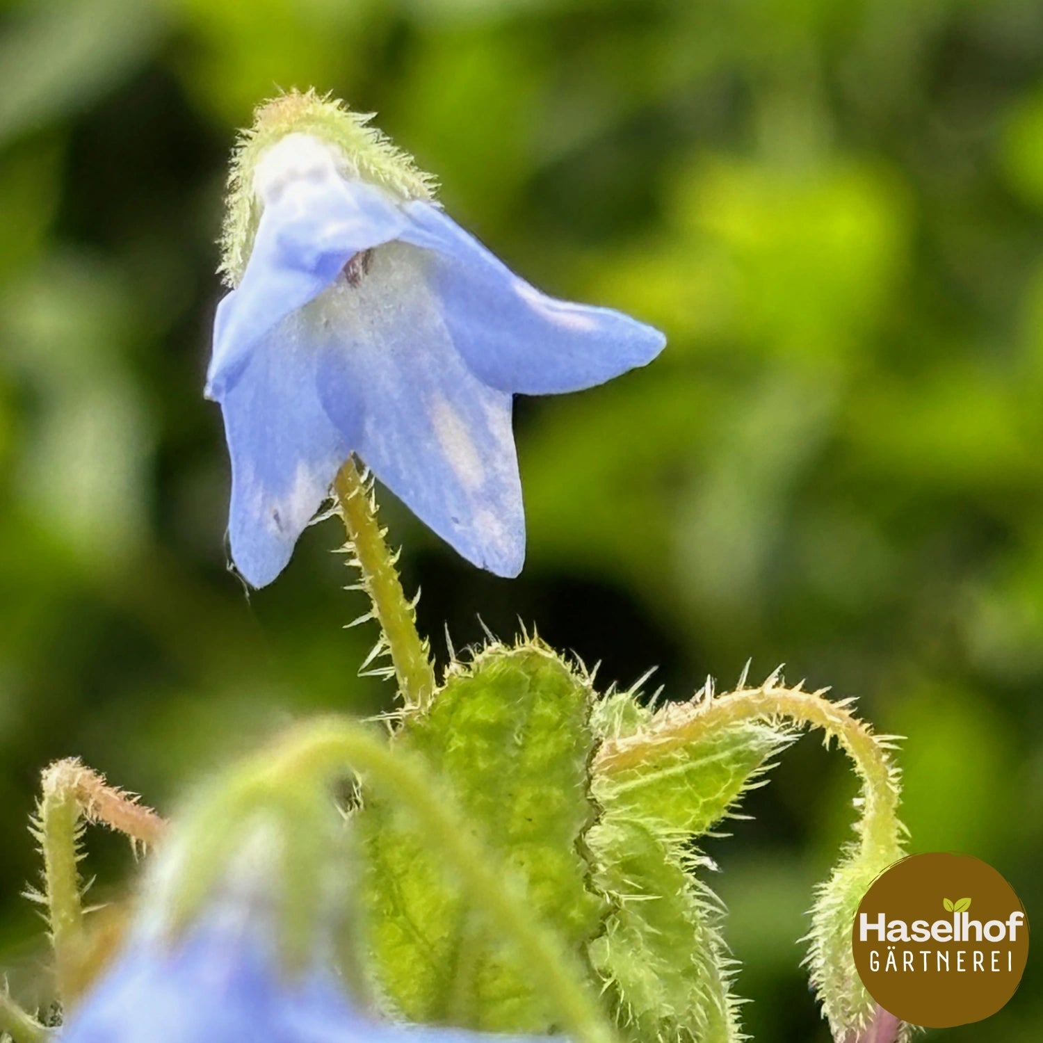 Borago pygmaea