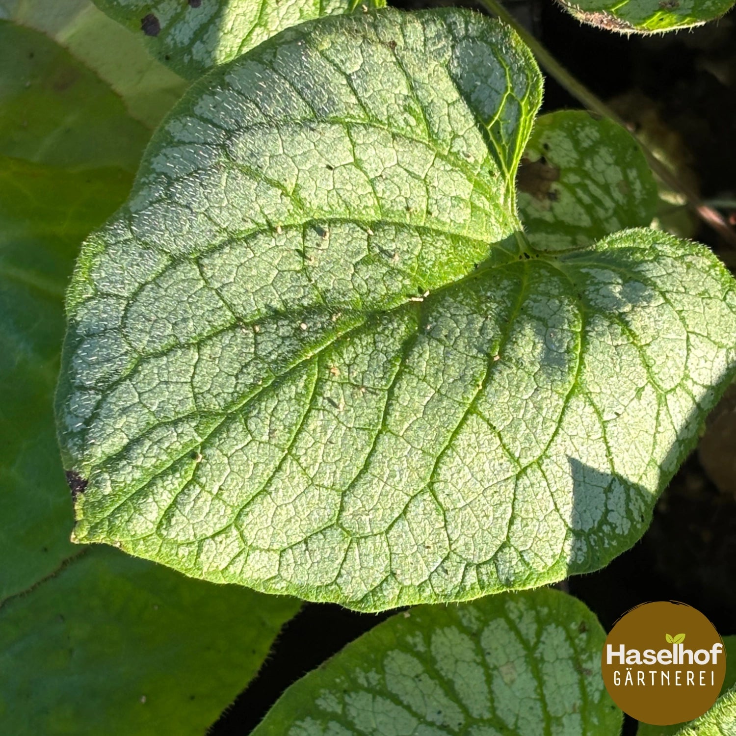 Brunnera 'Jack Frost'