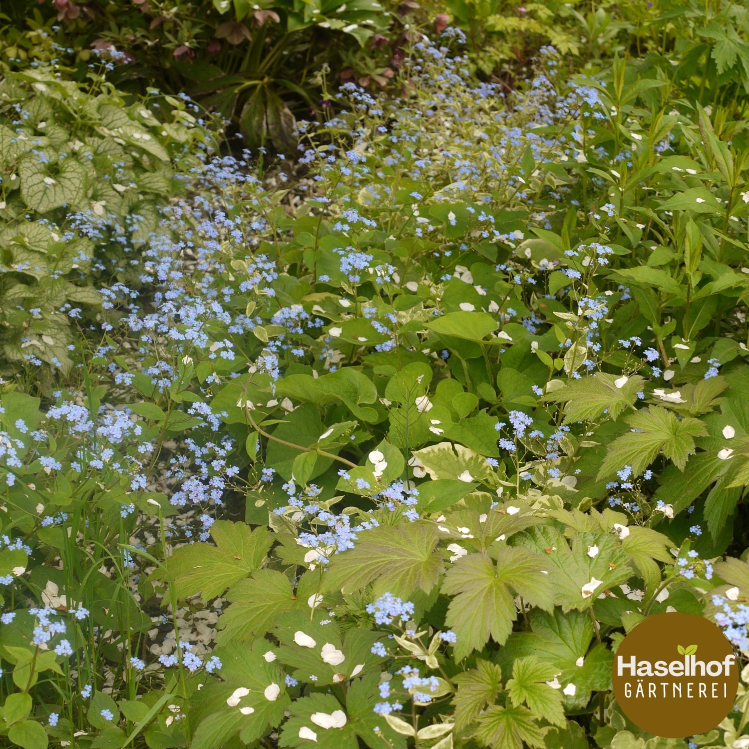 Brunnera macrophylla