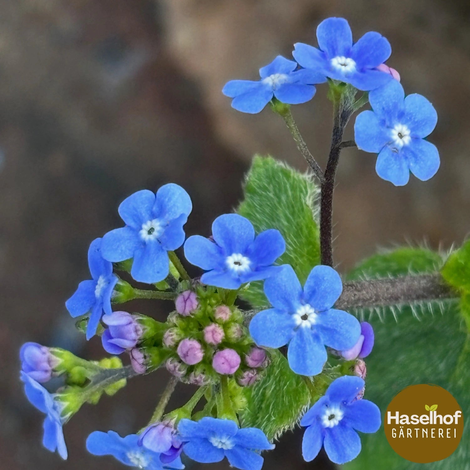 Brunnera macrophylla