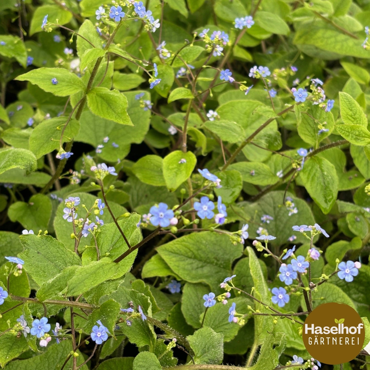 Brunnera macrophylla