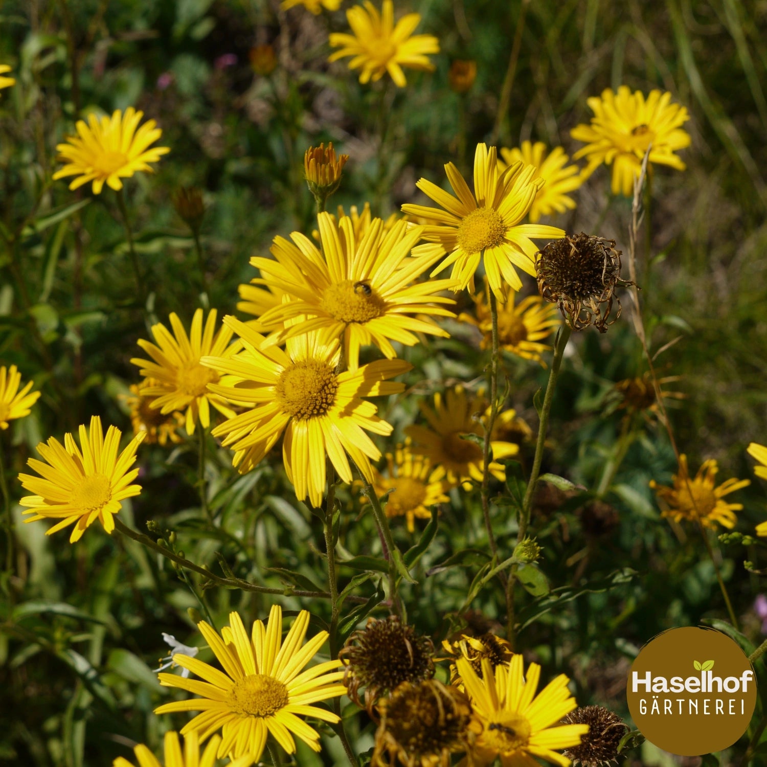 Buphthalmum salicifolium