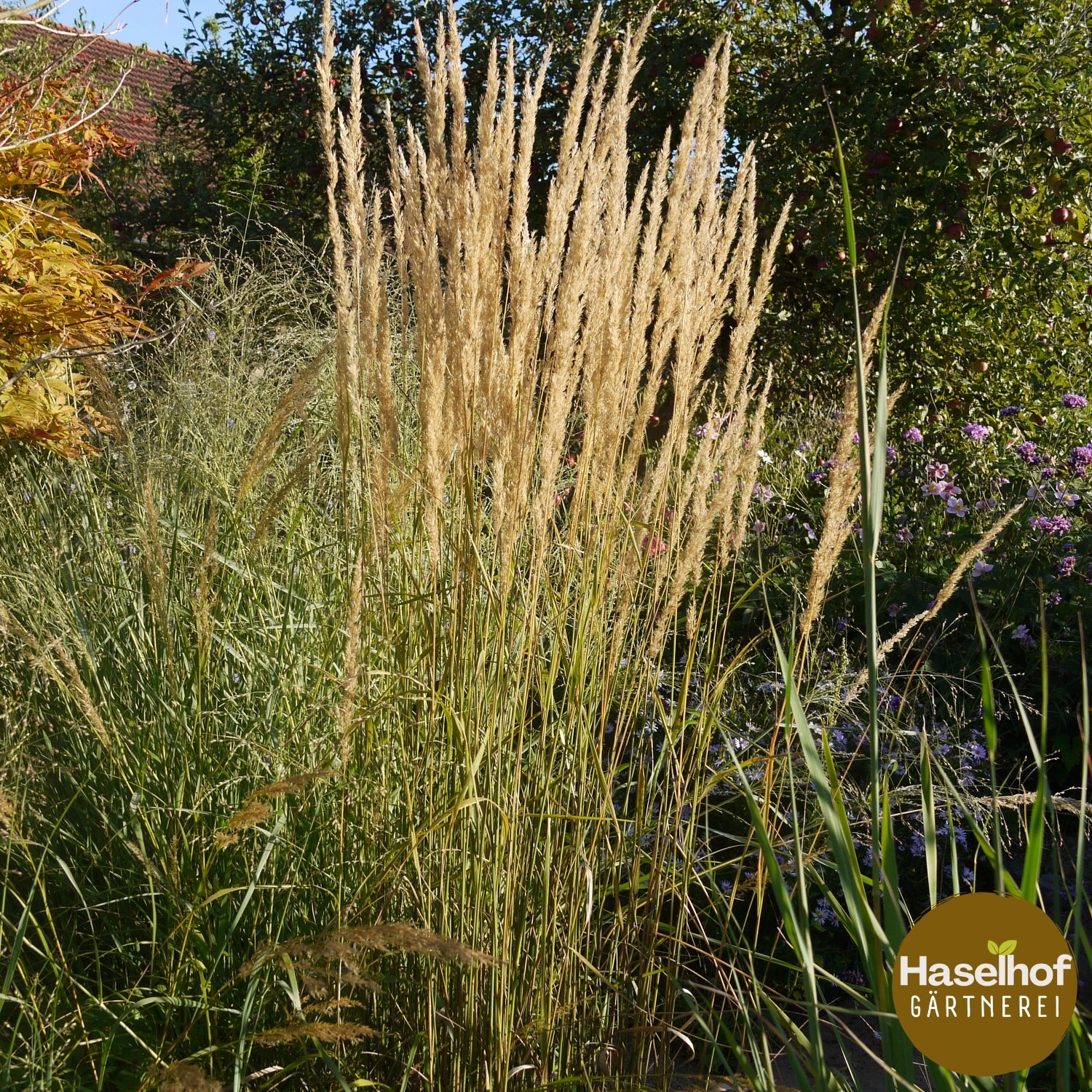 Calamagrostis acutiflora 'Karl Förster'