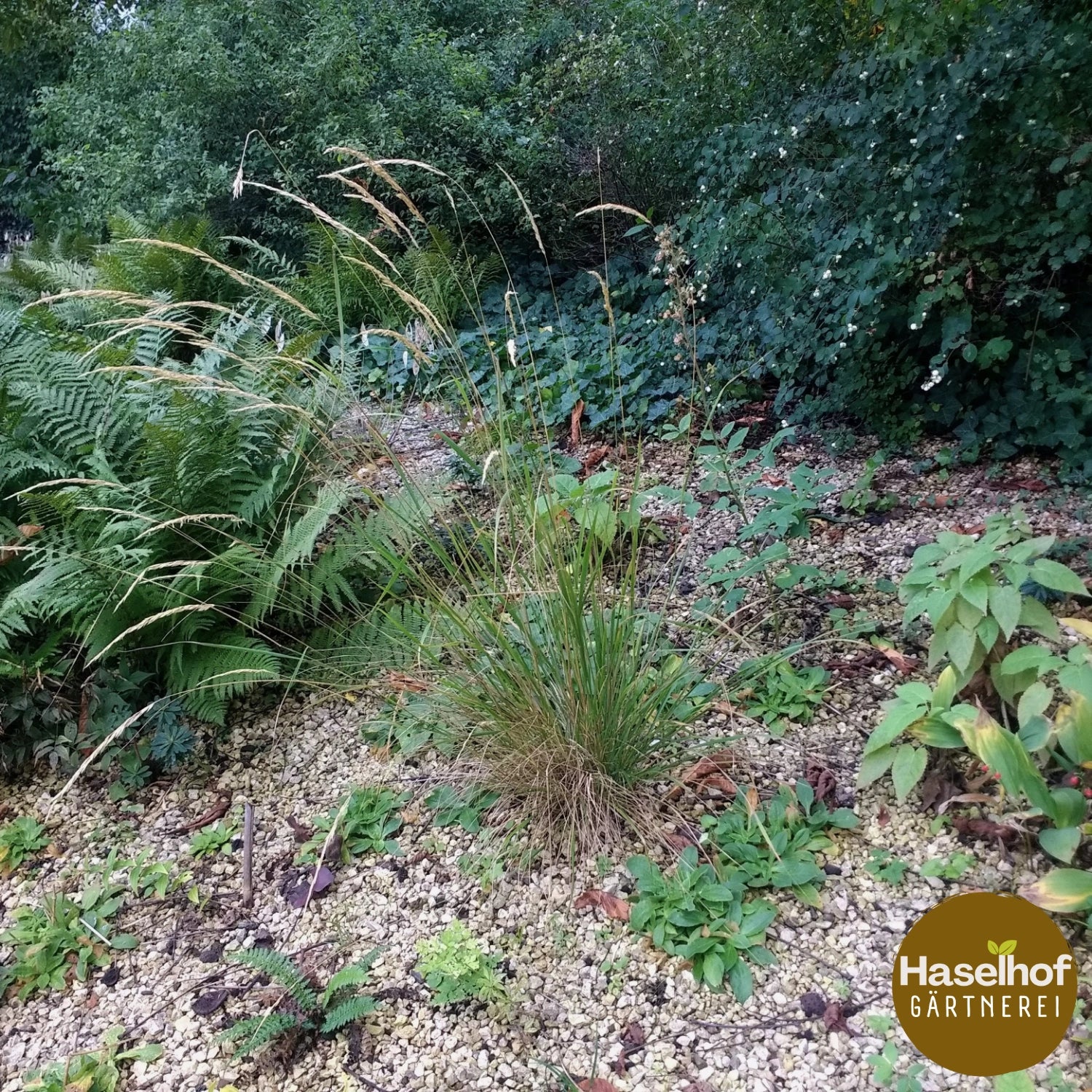 Calamagrostis arundinacea