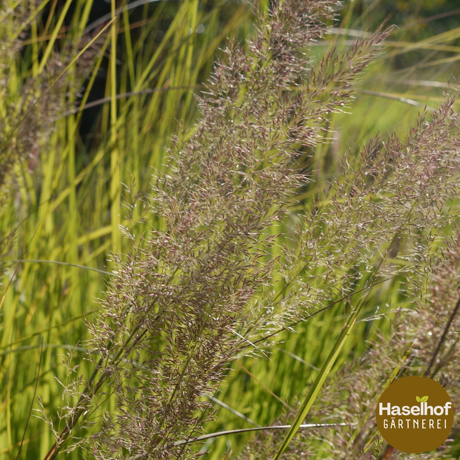Calamagrostis brachytricha