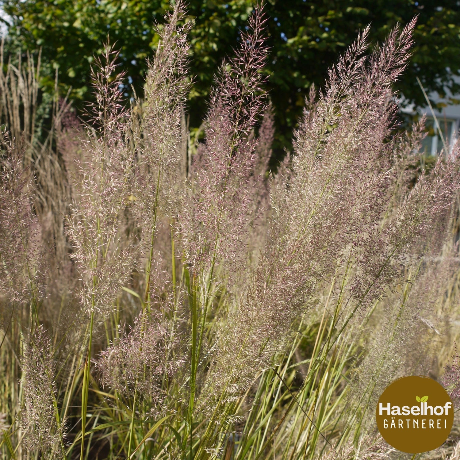 Calamagrostis brachytricha