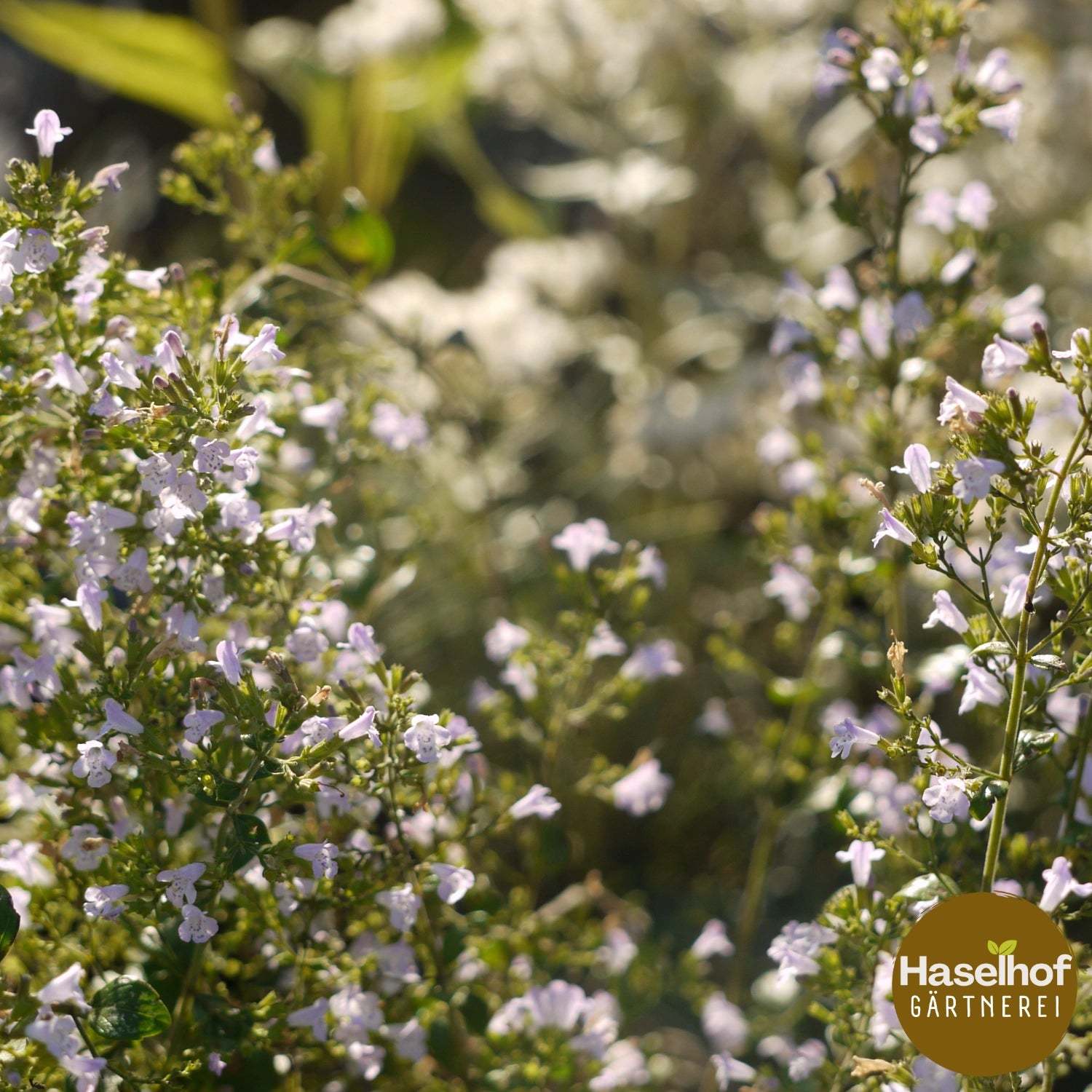 Calamintha nepeta