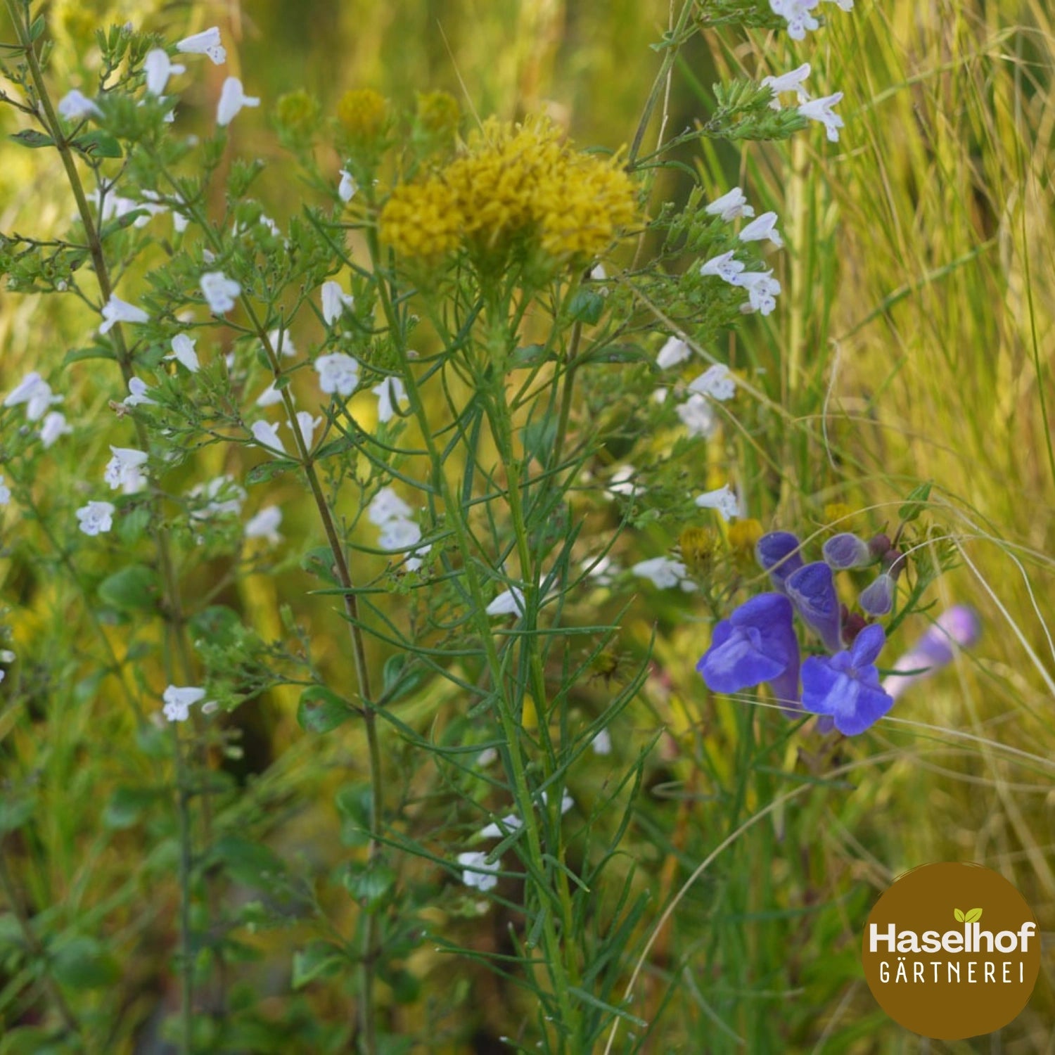 Calamintha nepeta ssp.nepeta